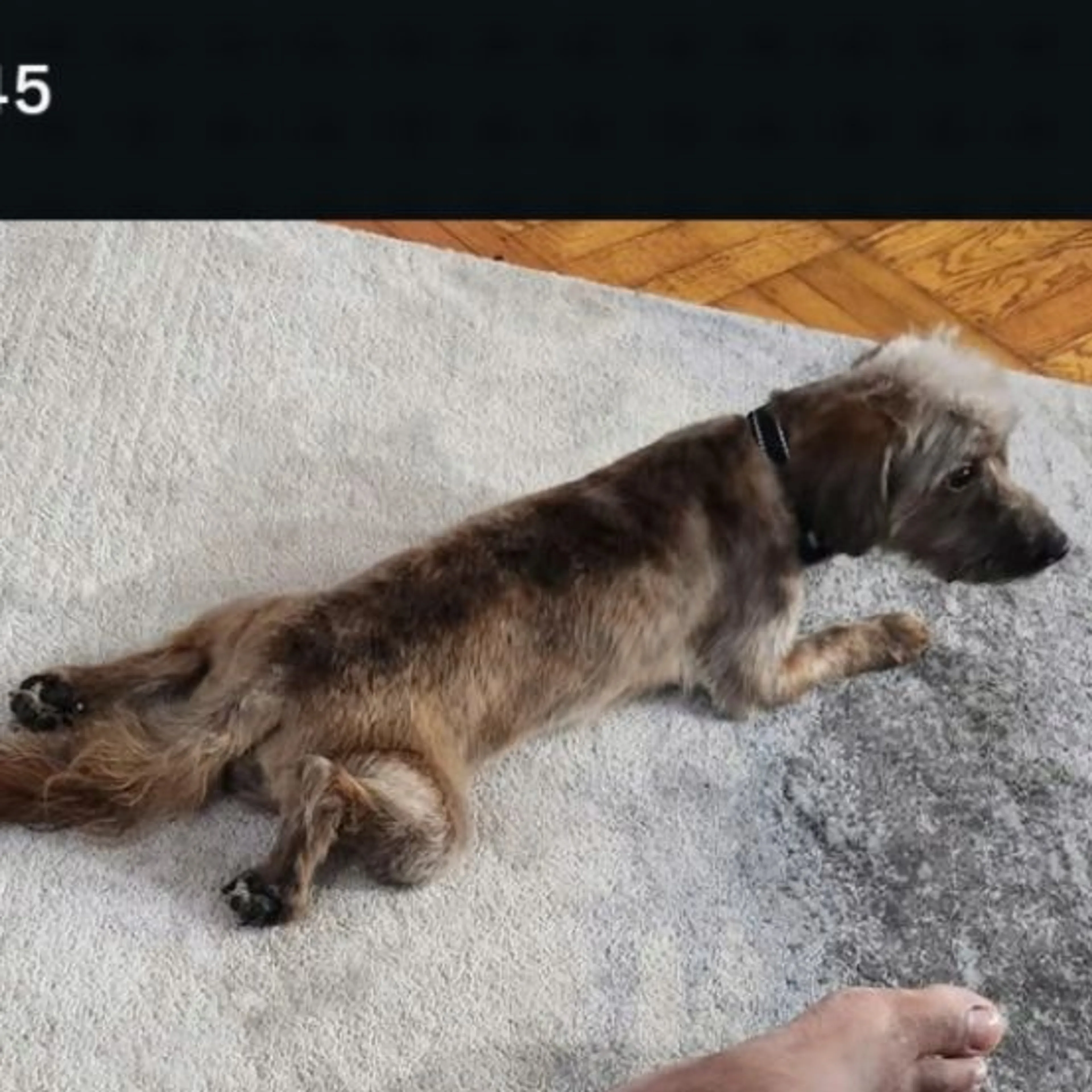 Lost pet