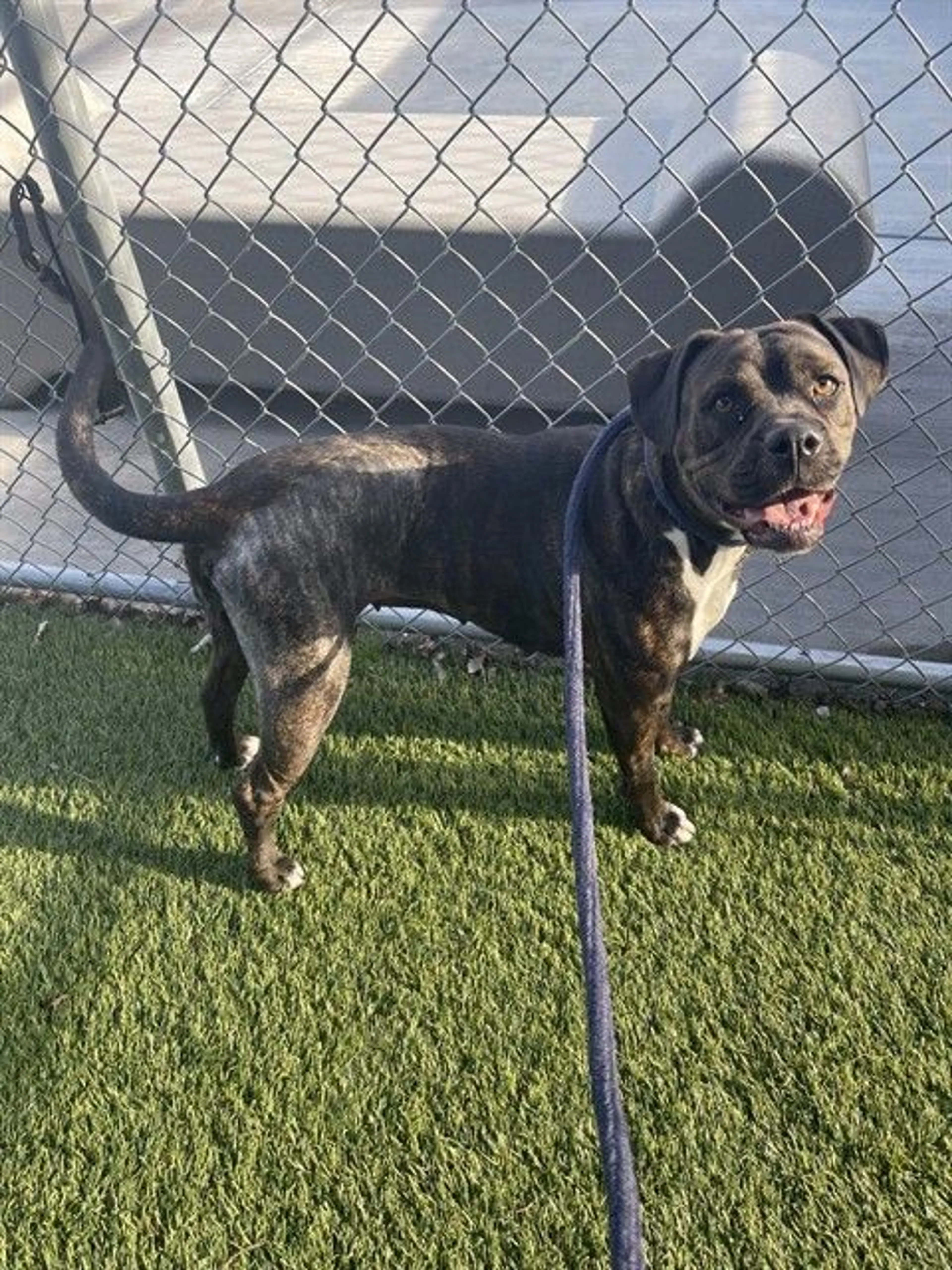 Found pet