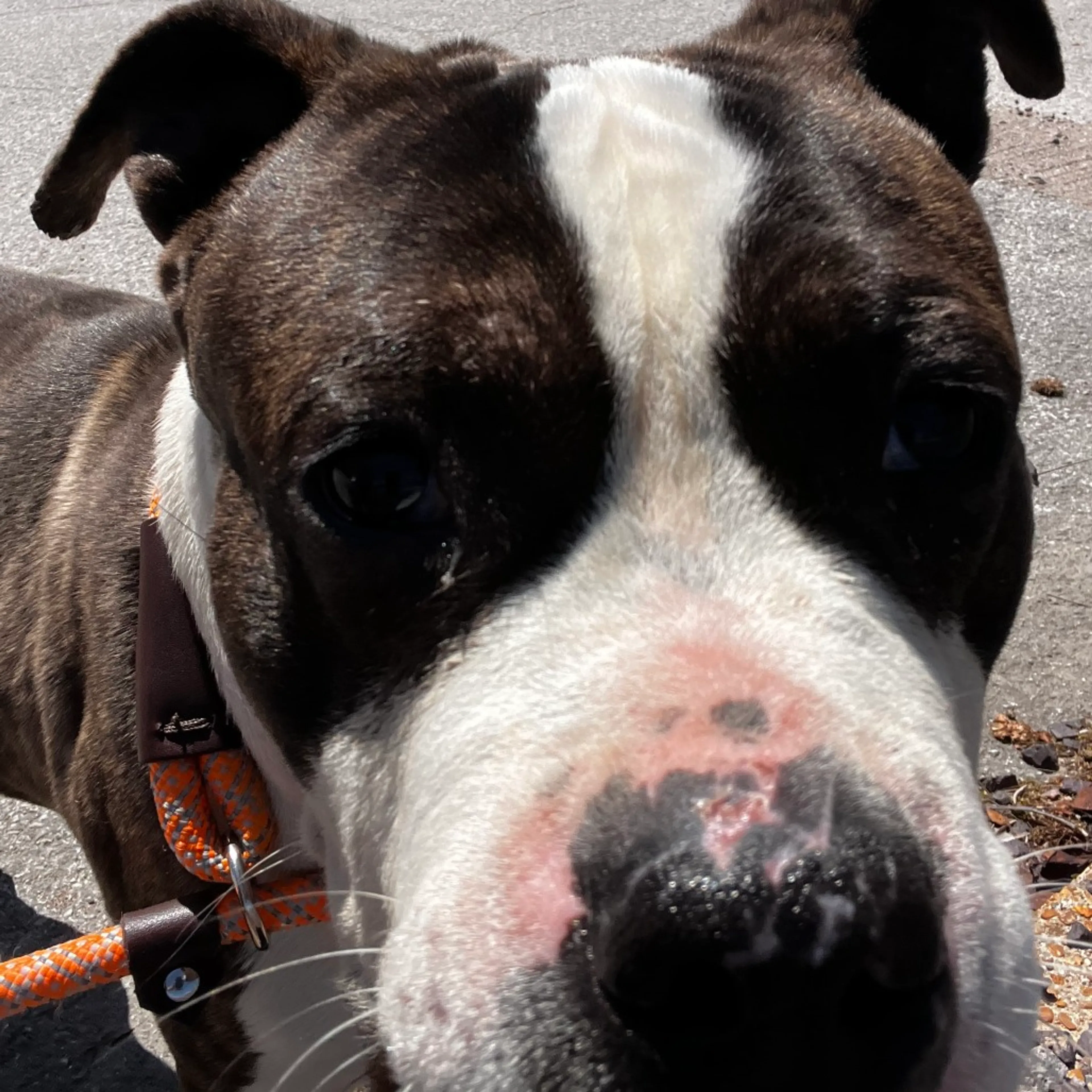 Found pet-4