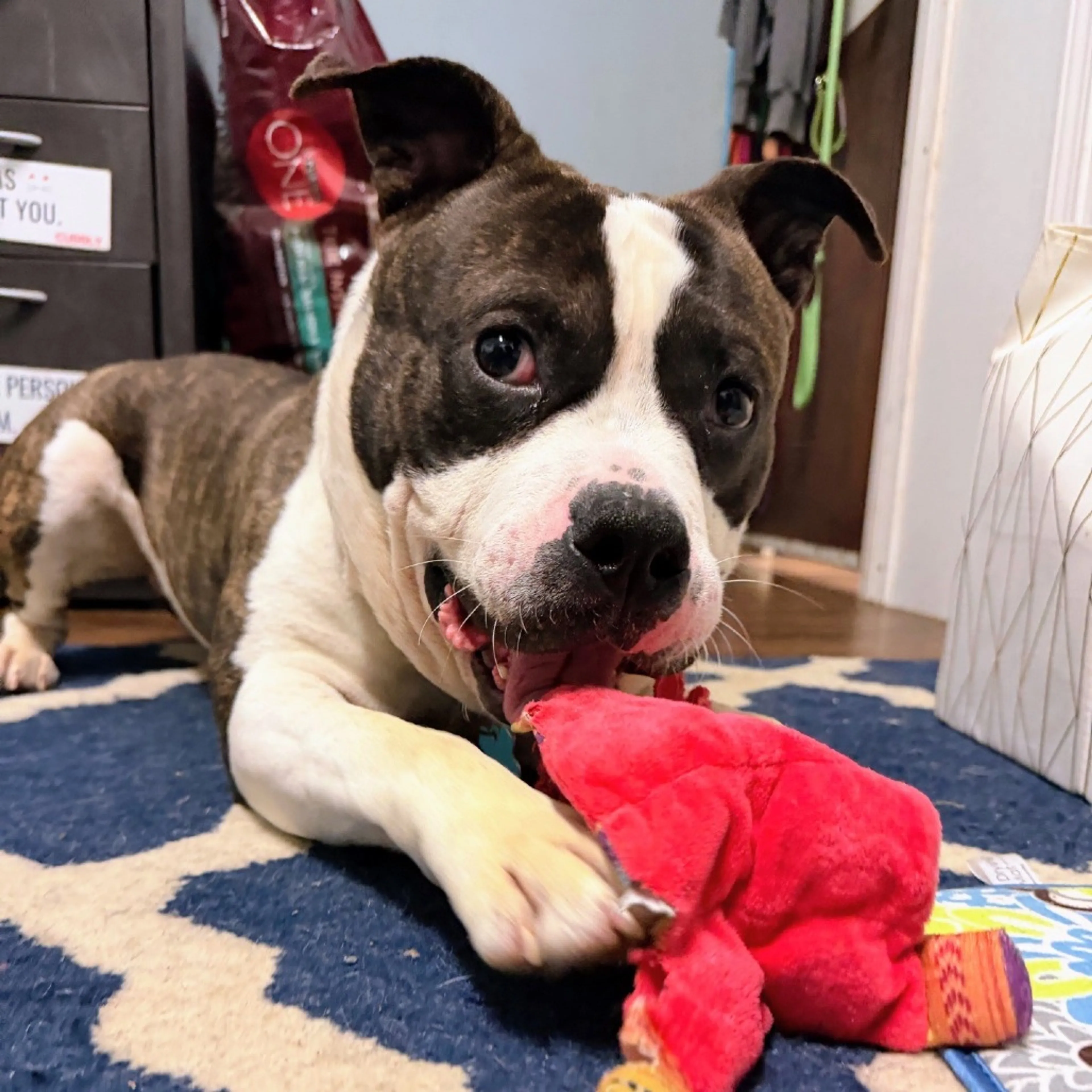 Found pet-9