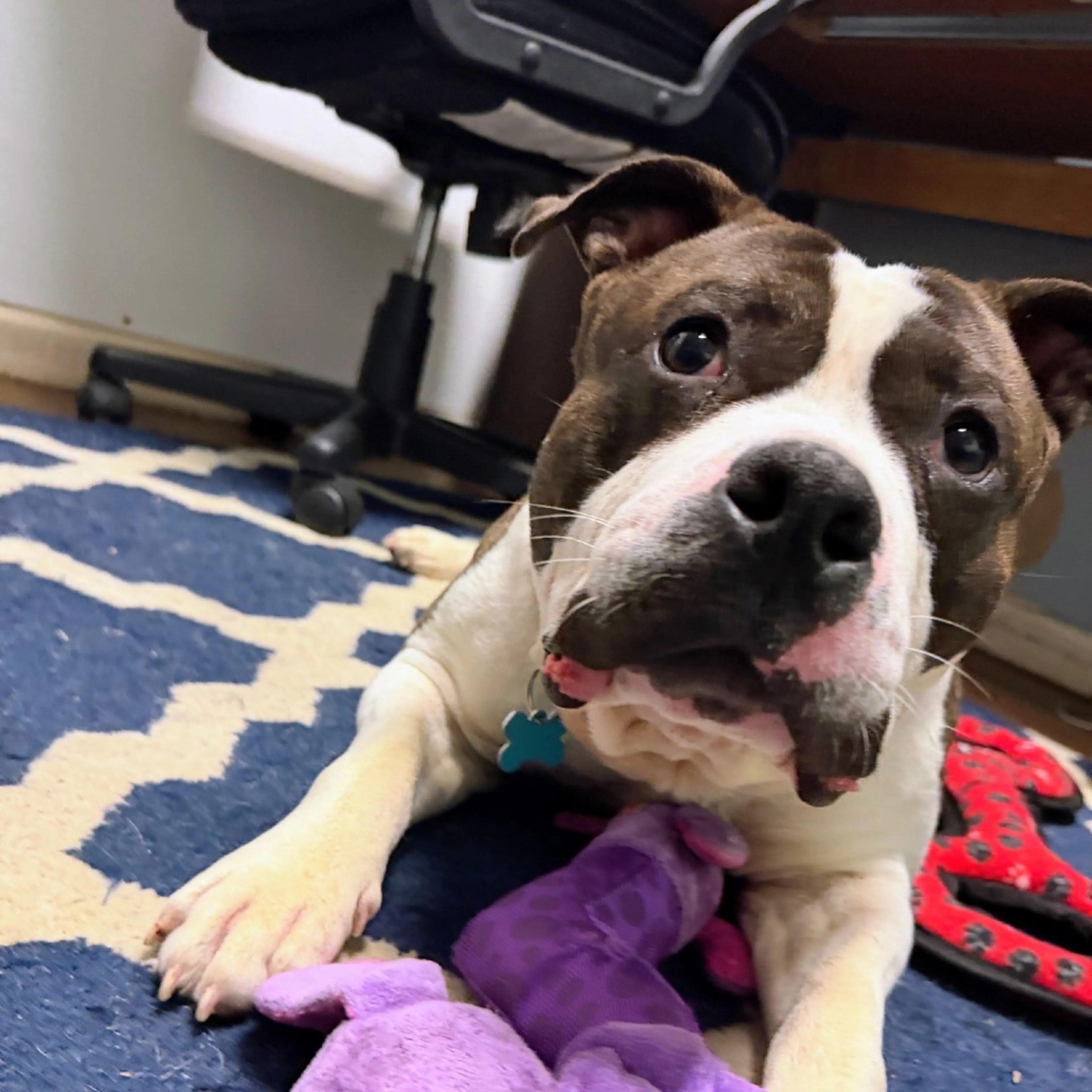 Found pet-13