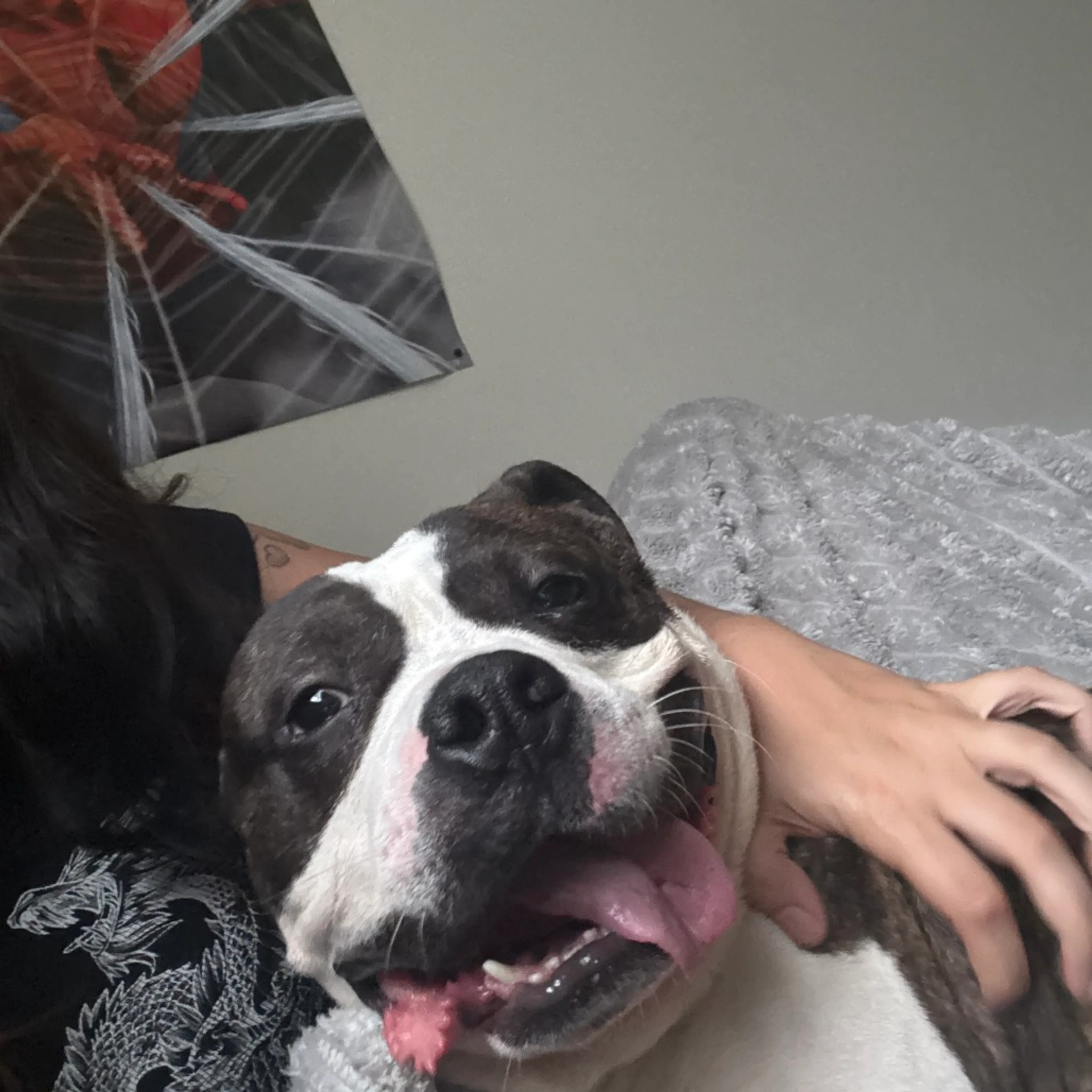 Found pet-7