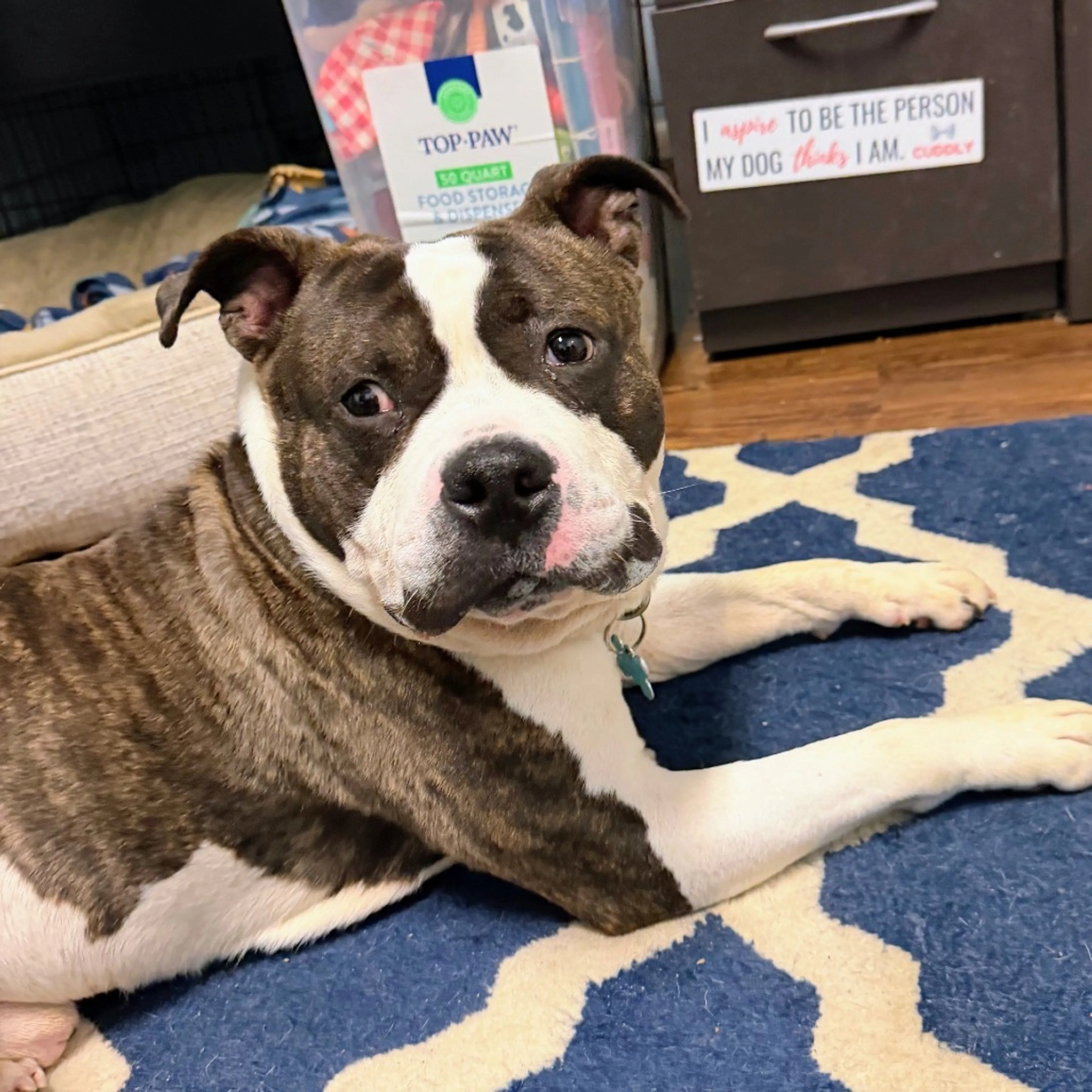 Found pet-11