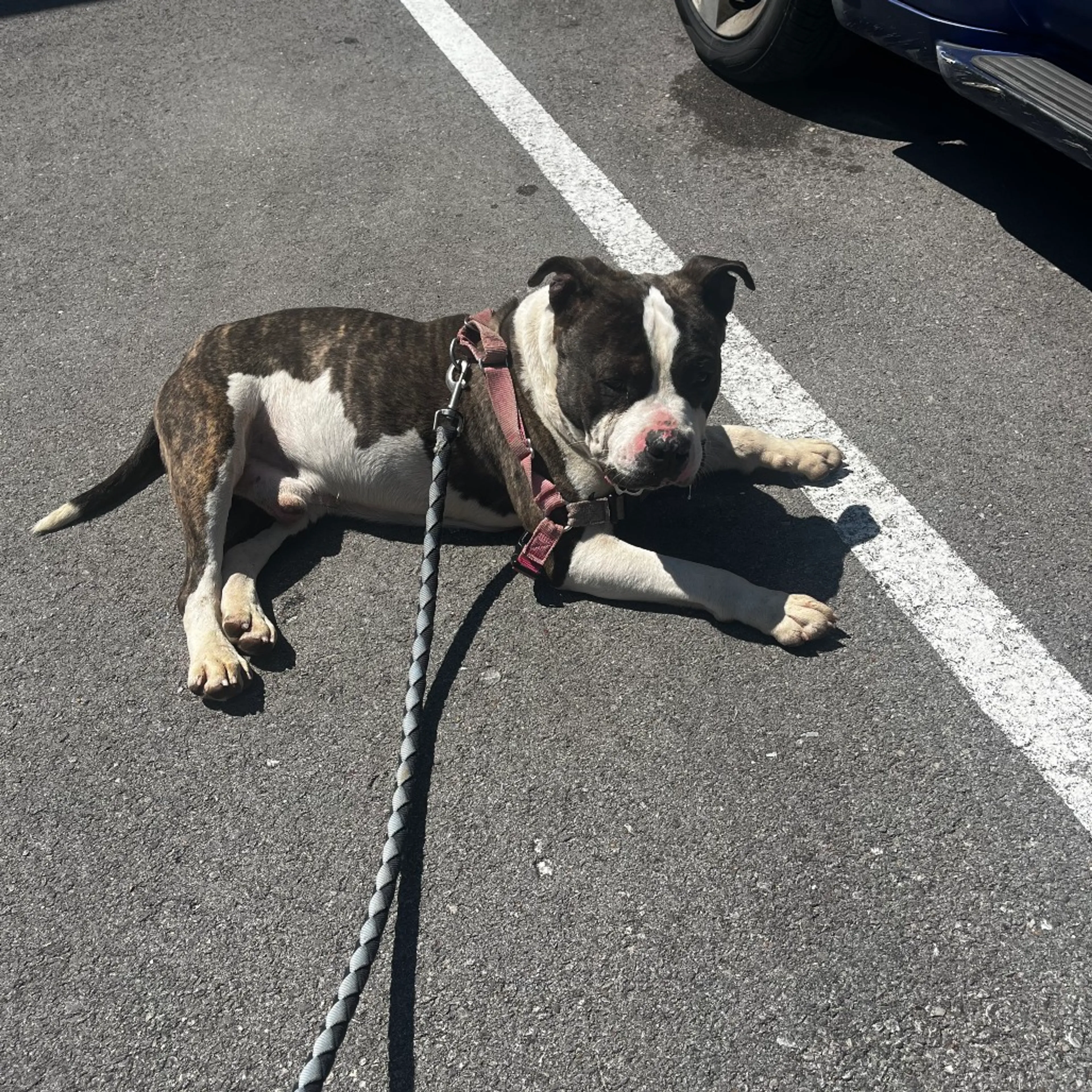 Found pet-1