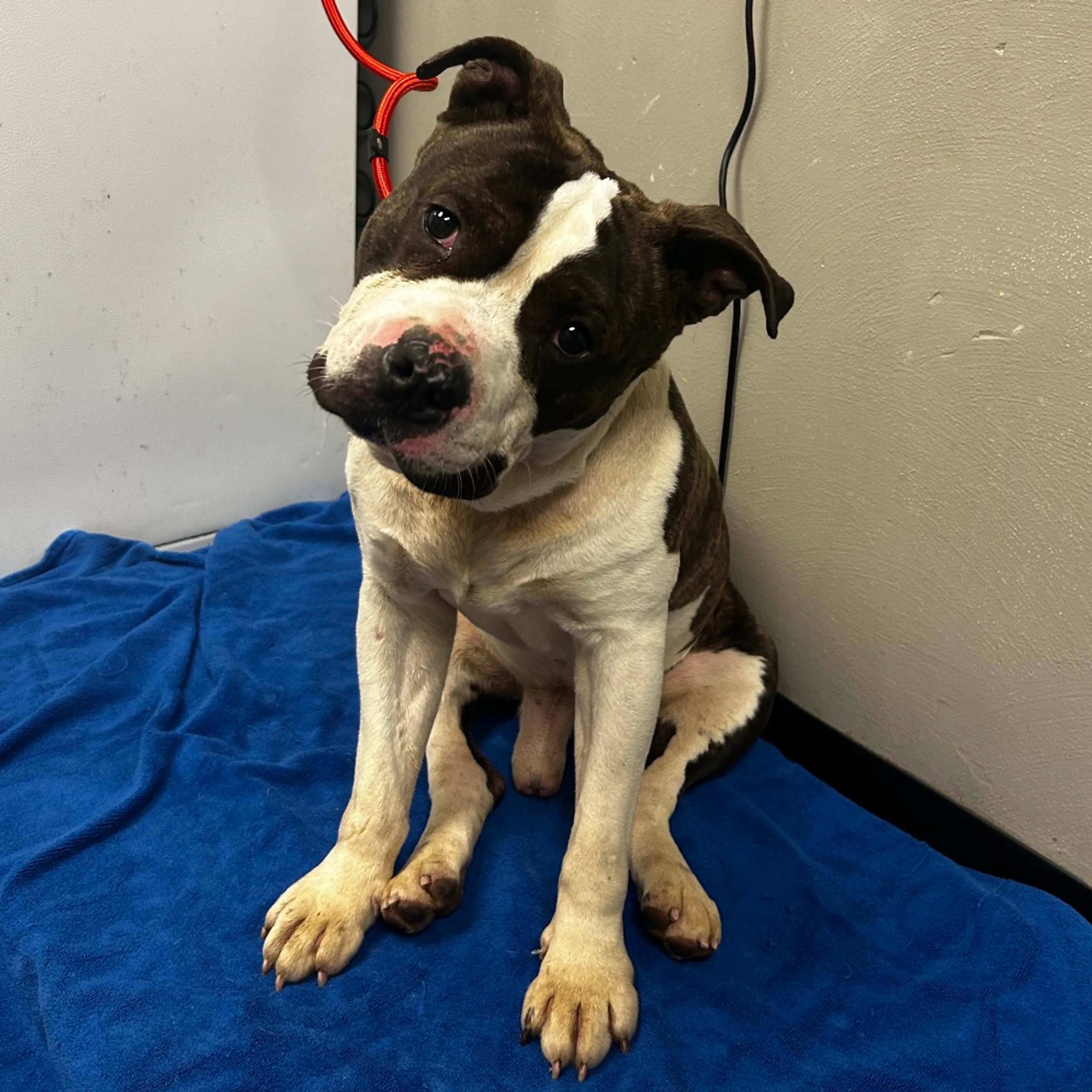 Found pet-3