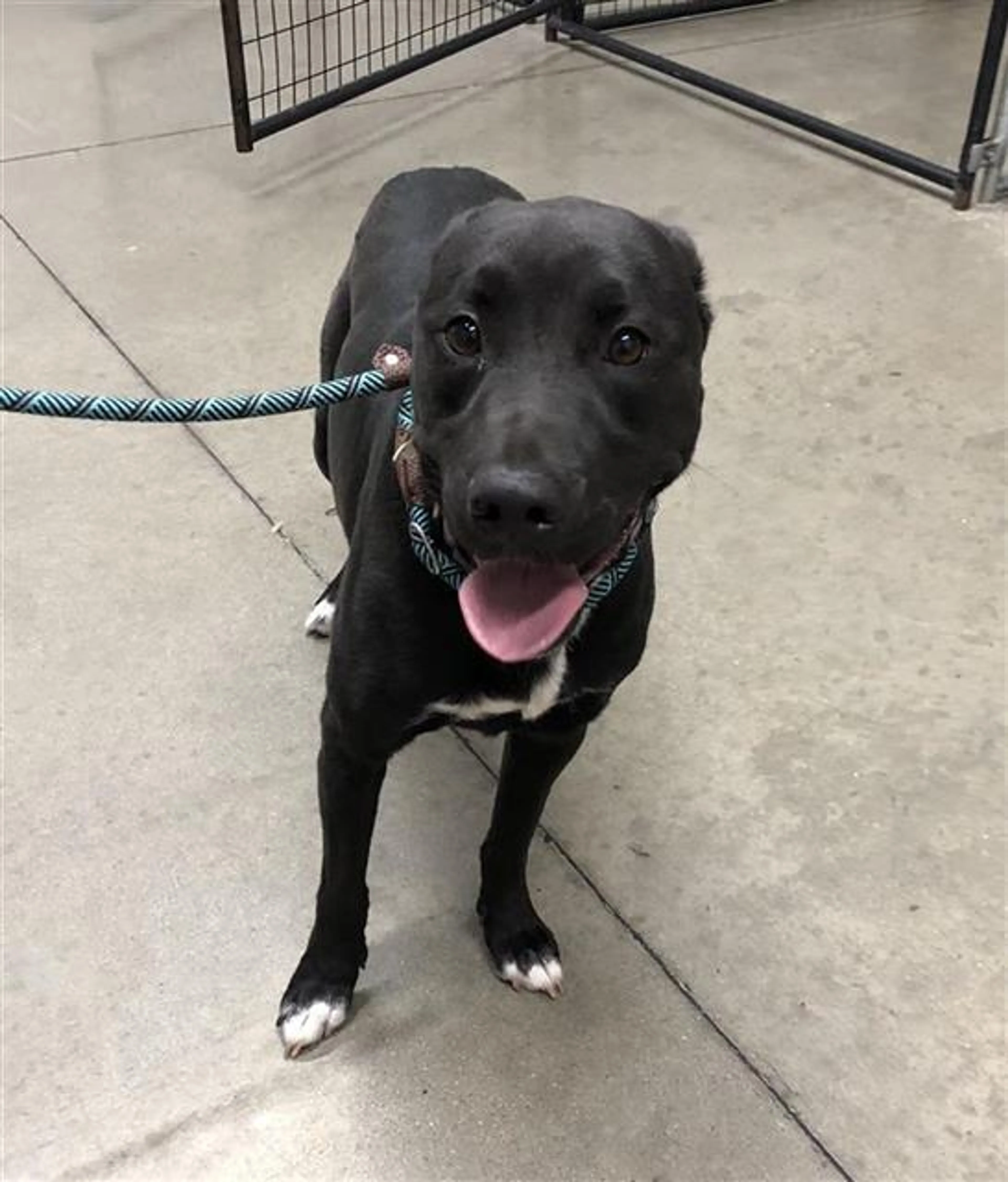 Found pet