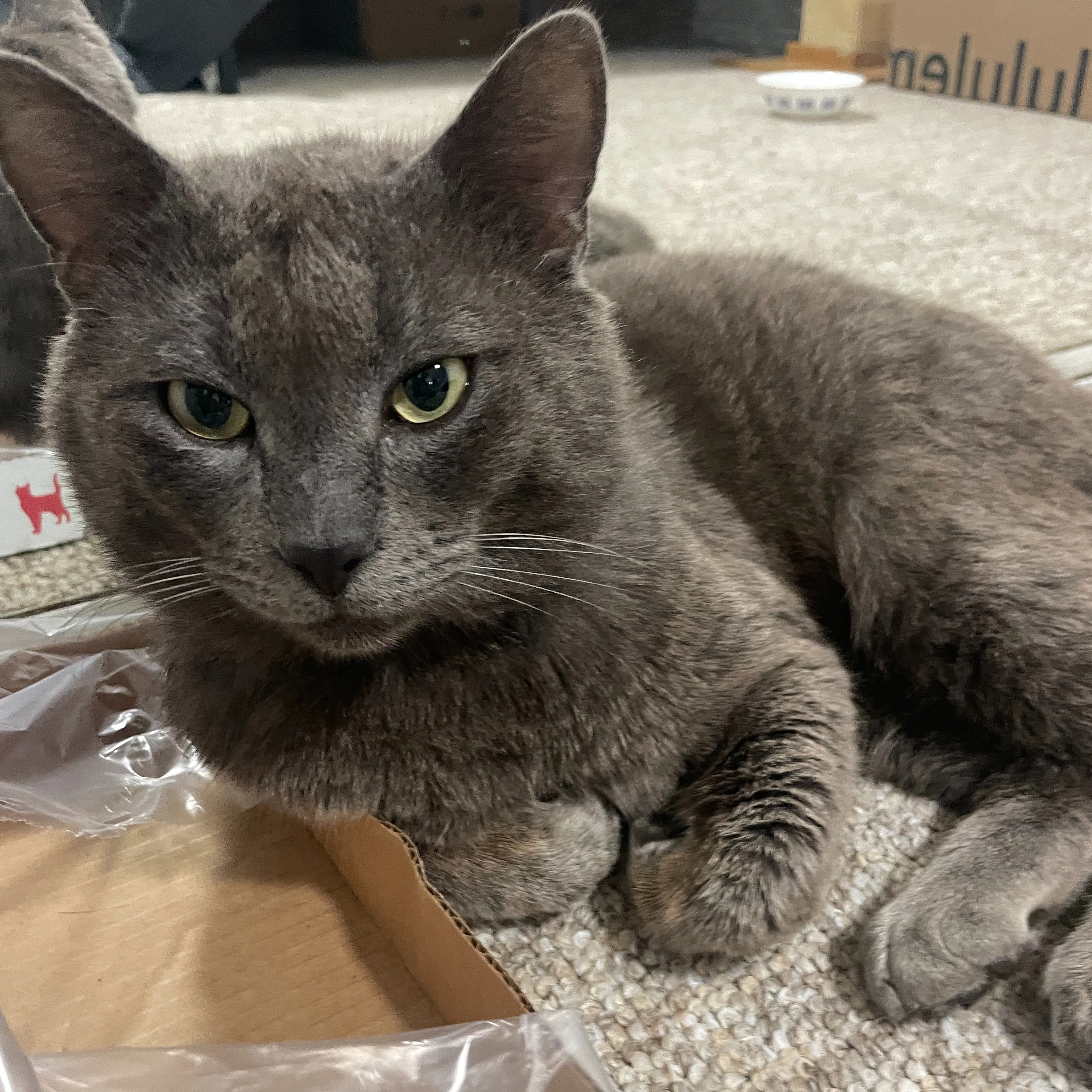 Found pet-3