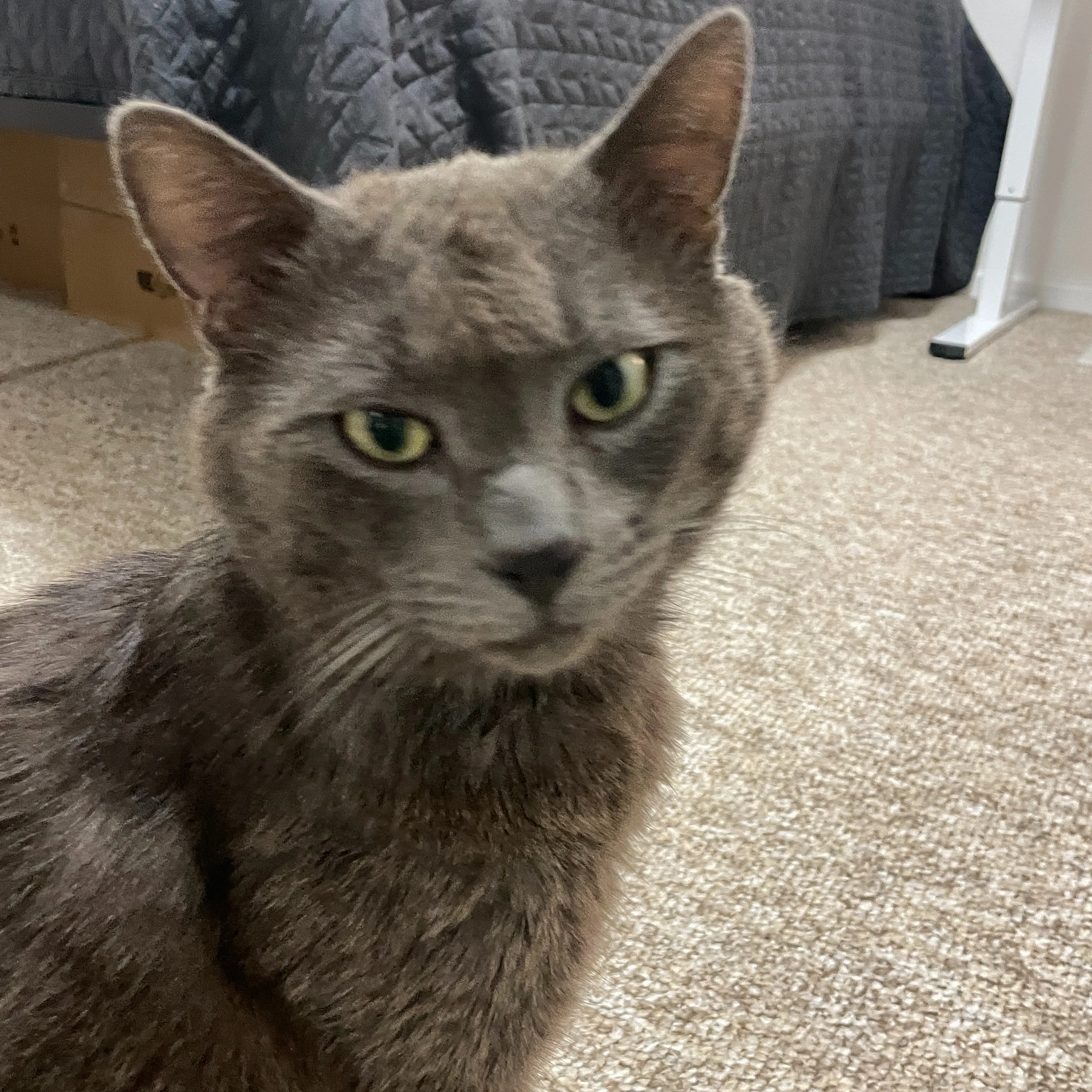 Found pet-2