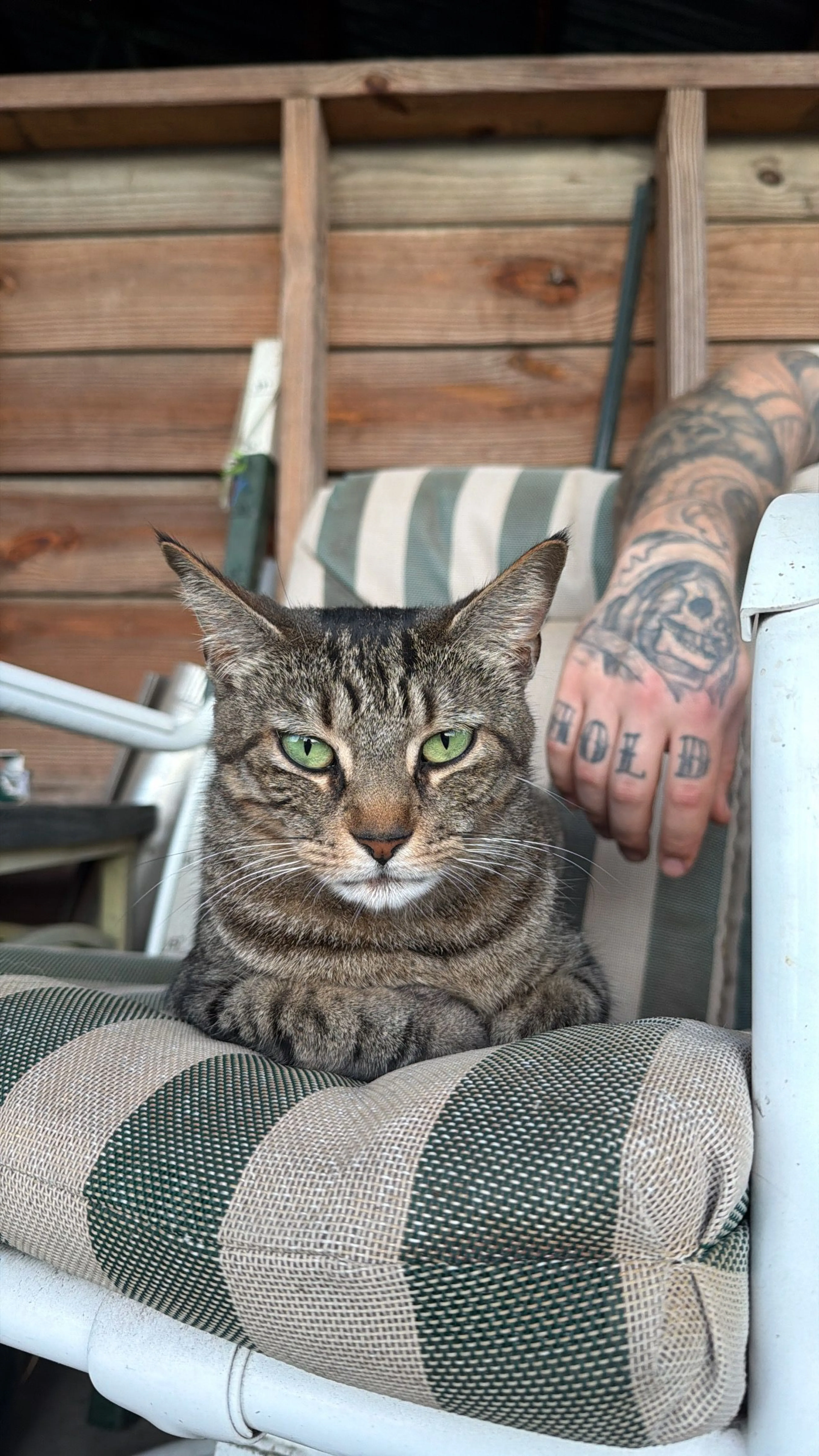 Lost pet-1