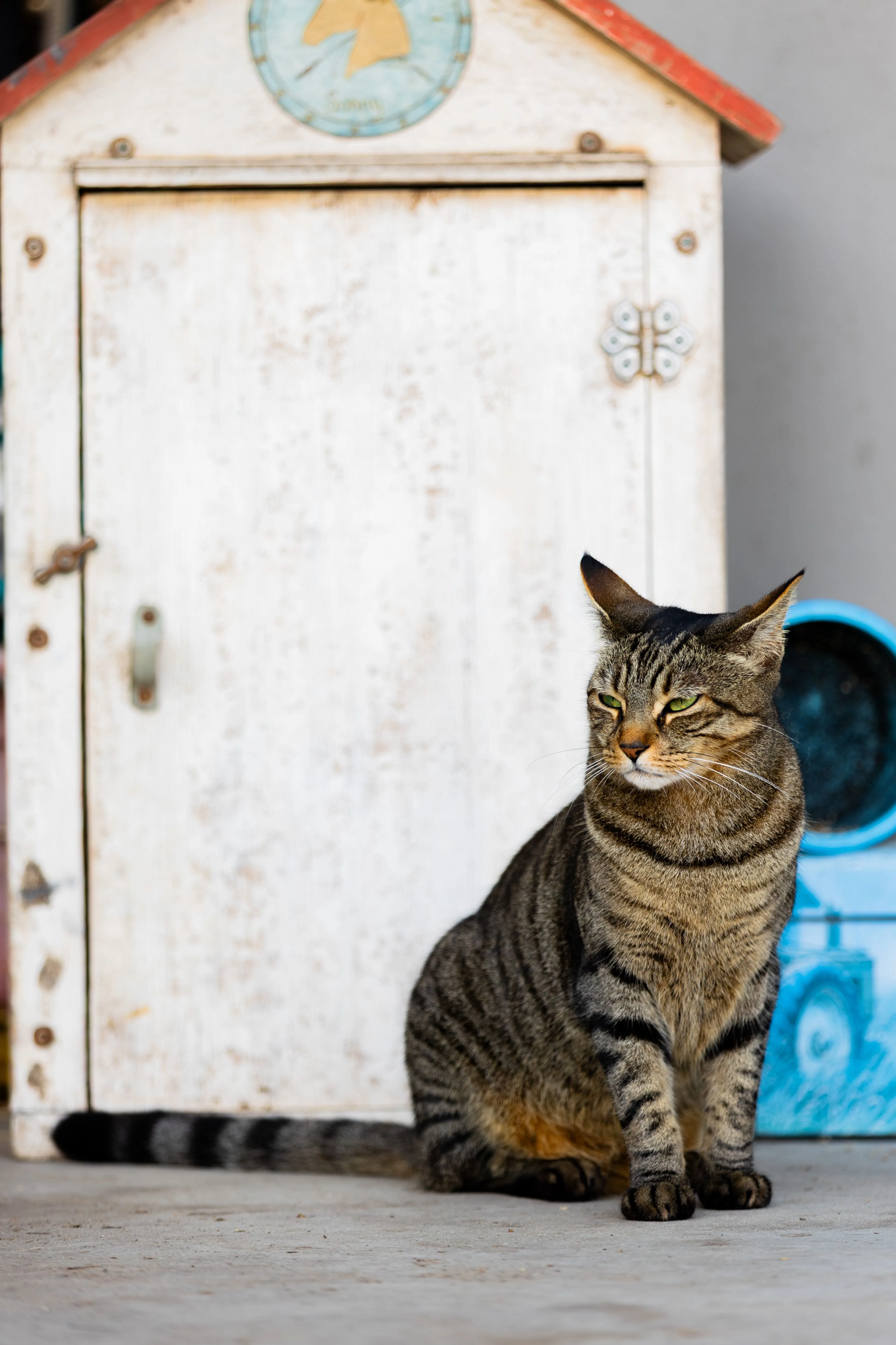 Lost pet-2