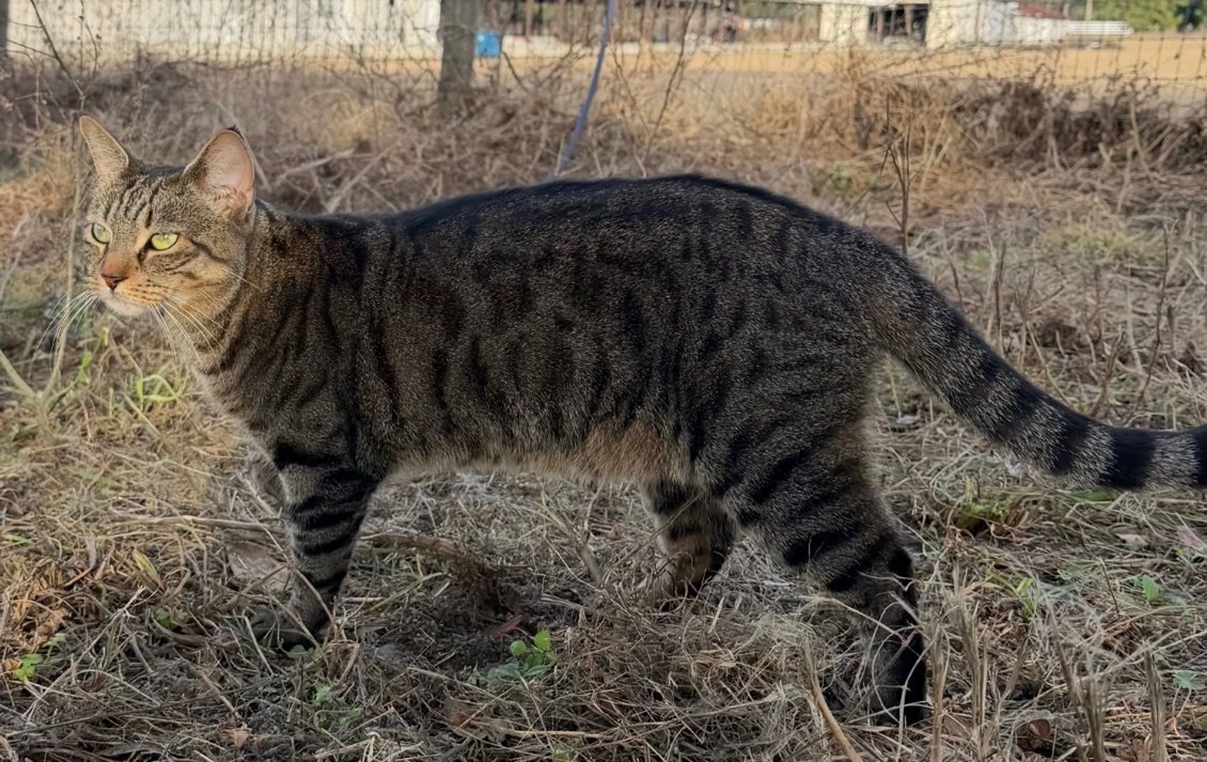 Lost pet-0
