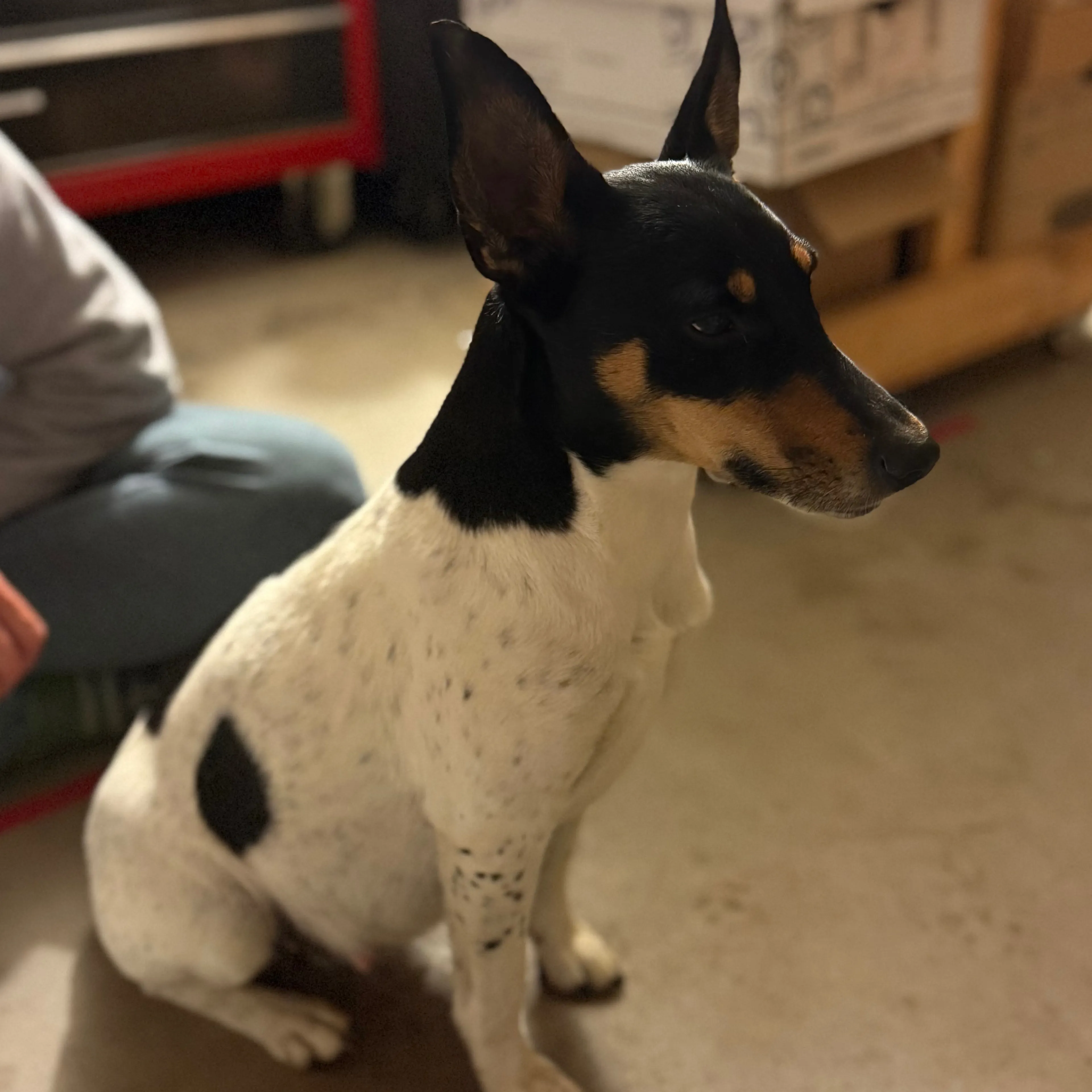 Found pet-1