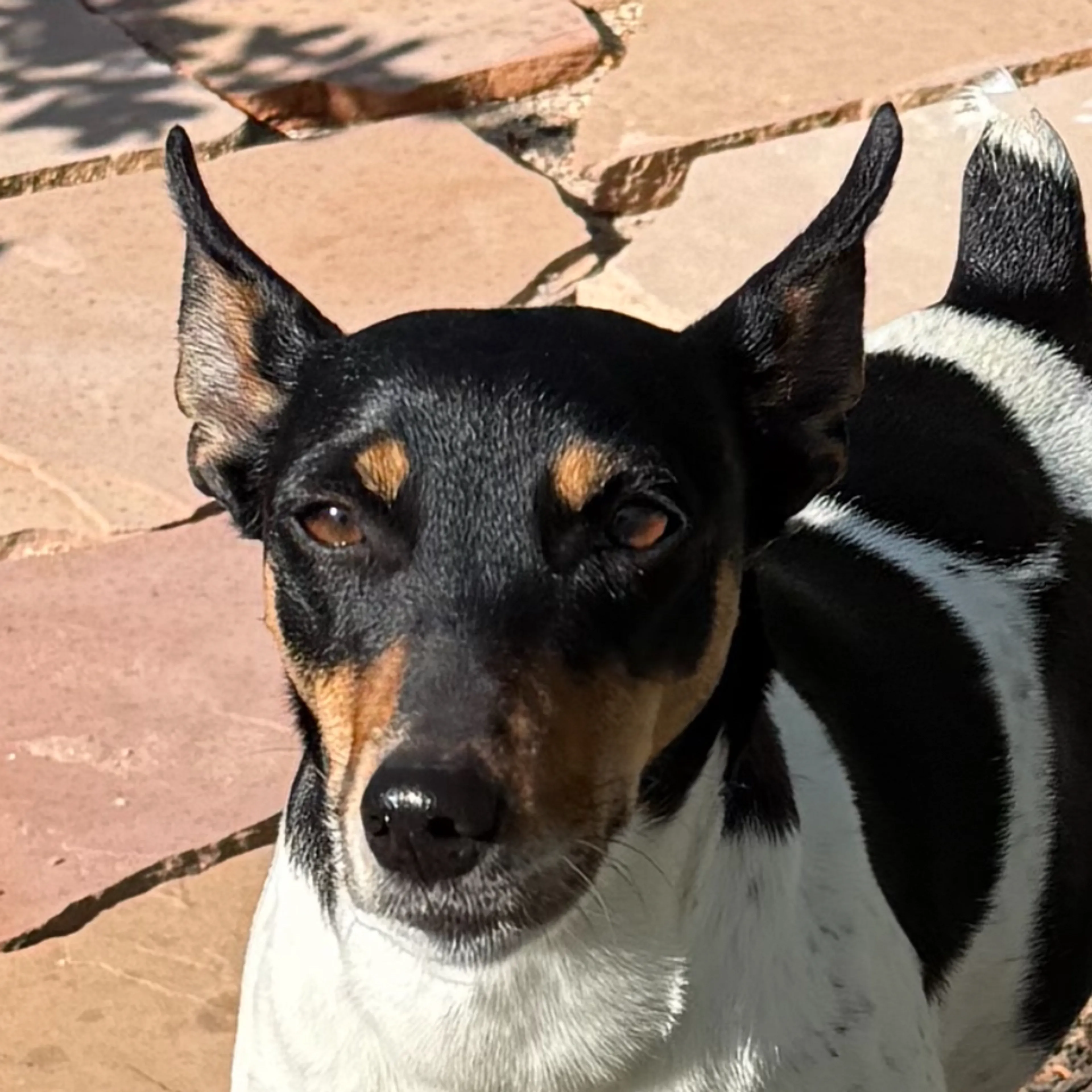 Found pet-2