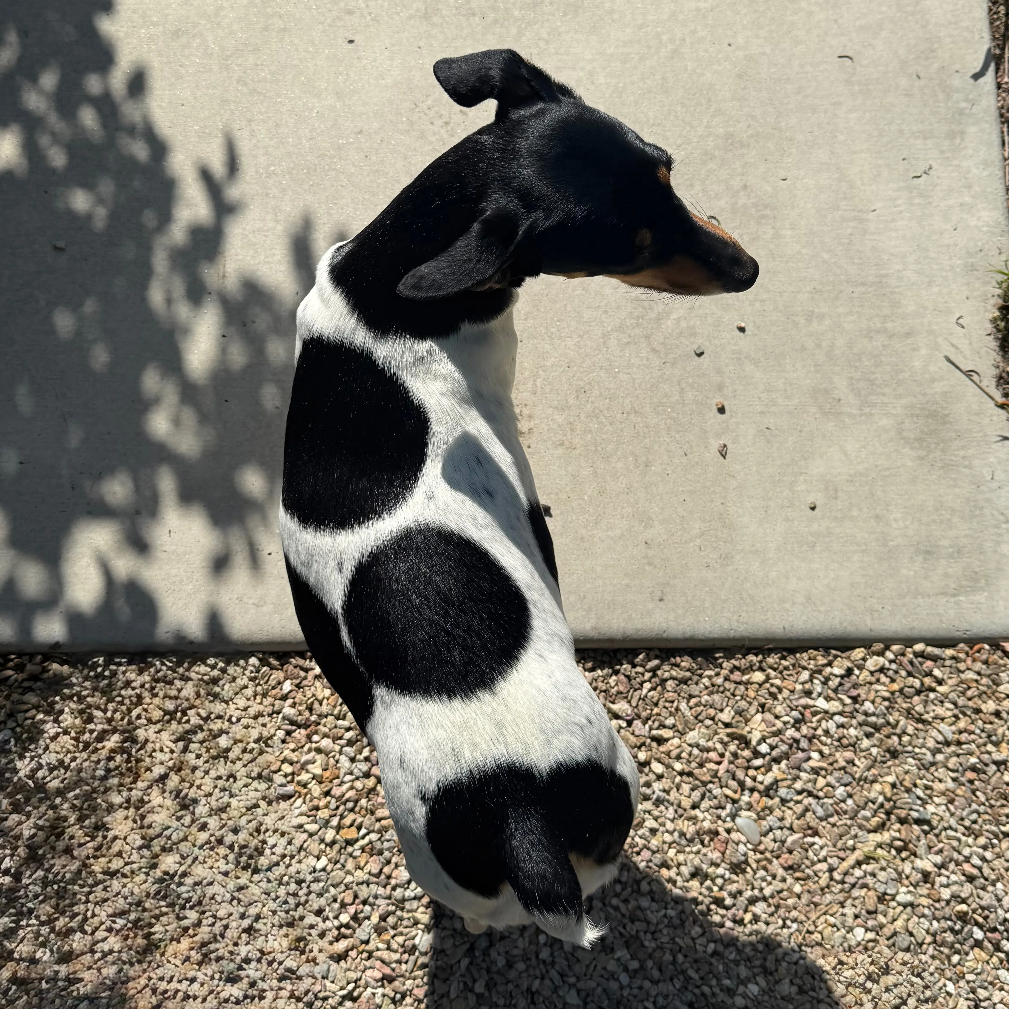 Found pet-3