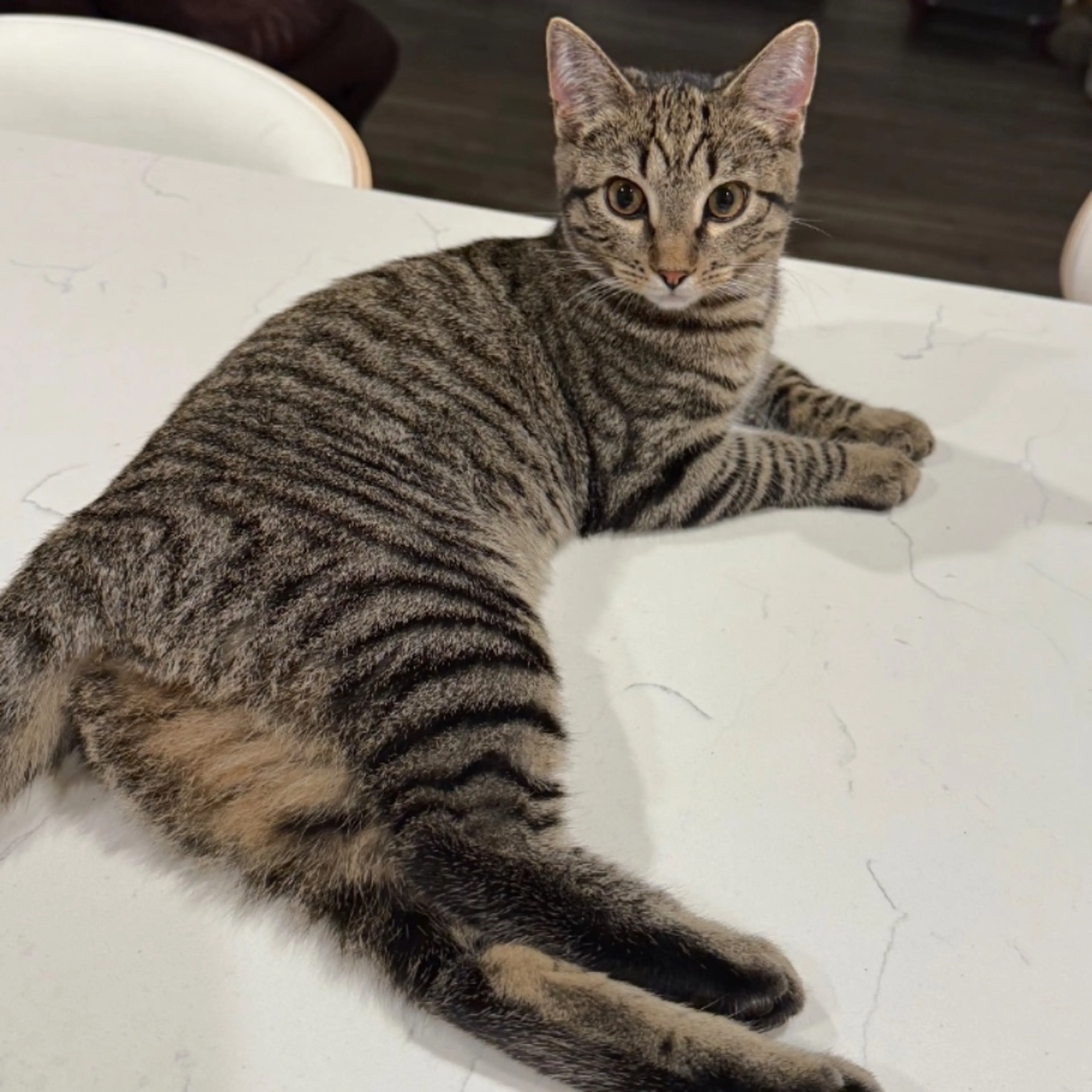 Lost pet