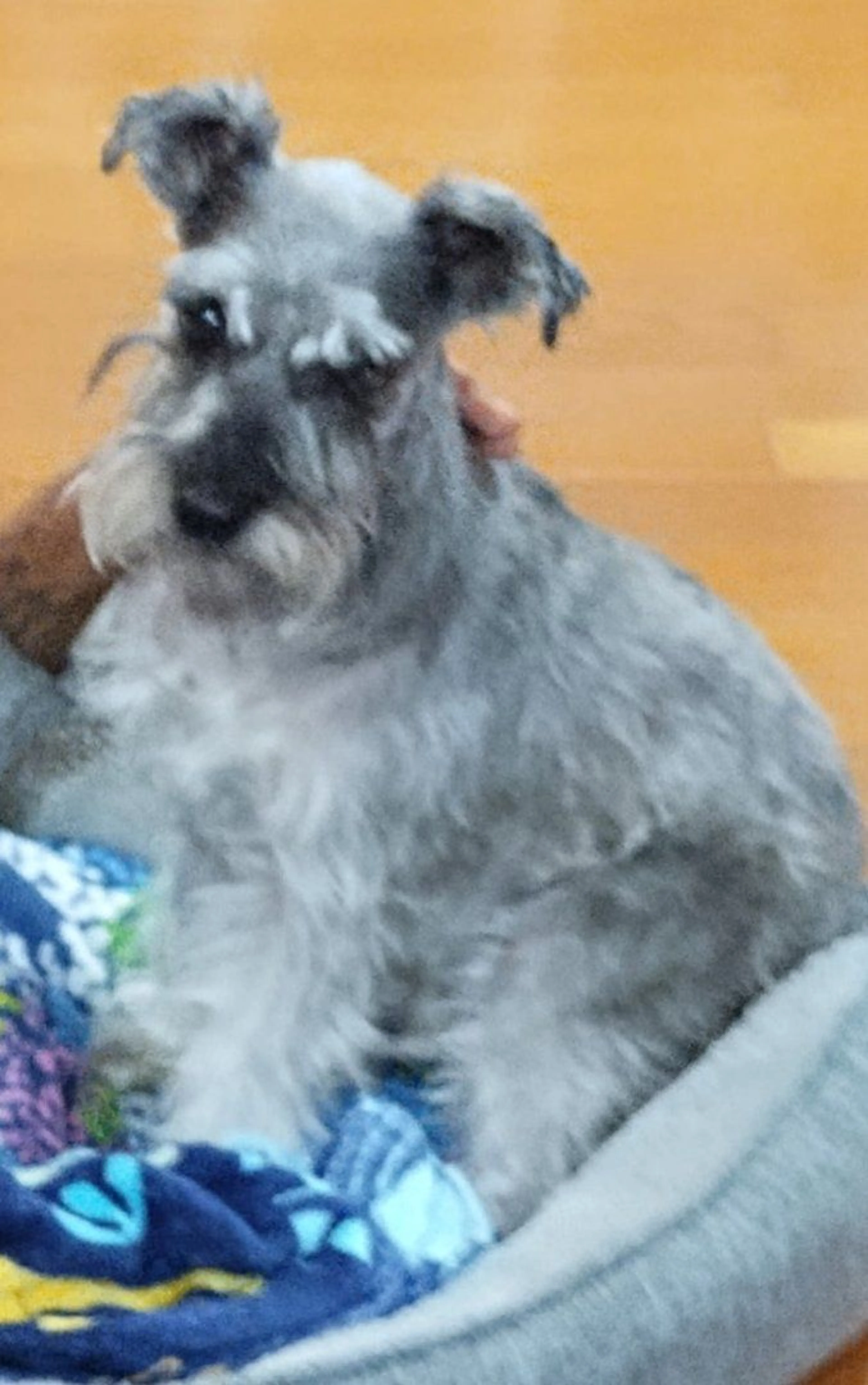 Lost pet-1