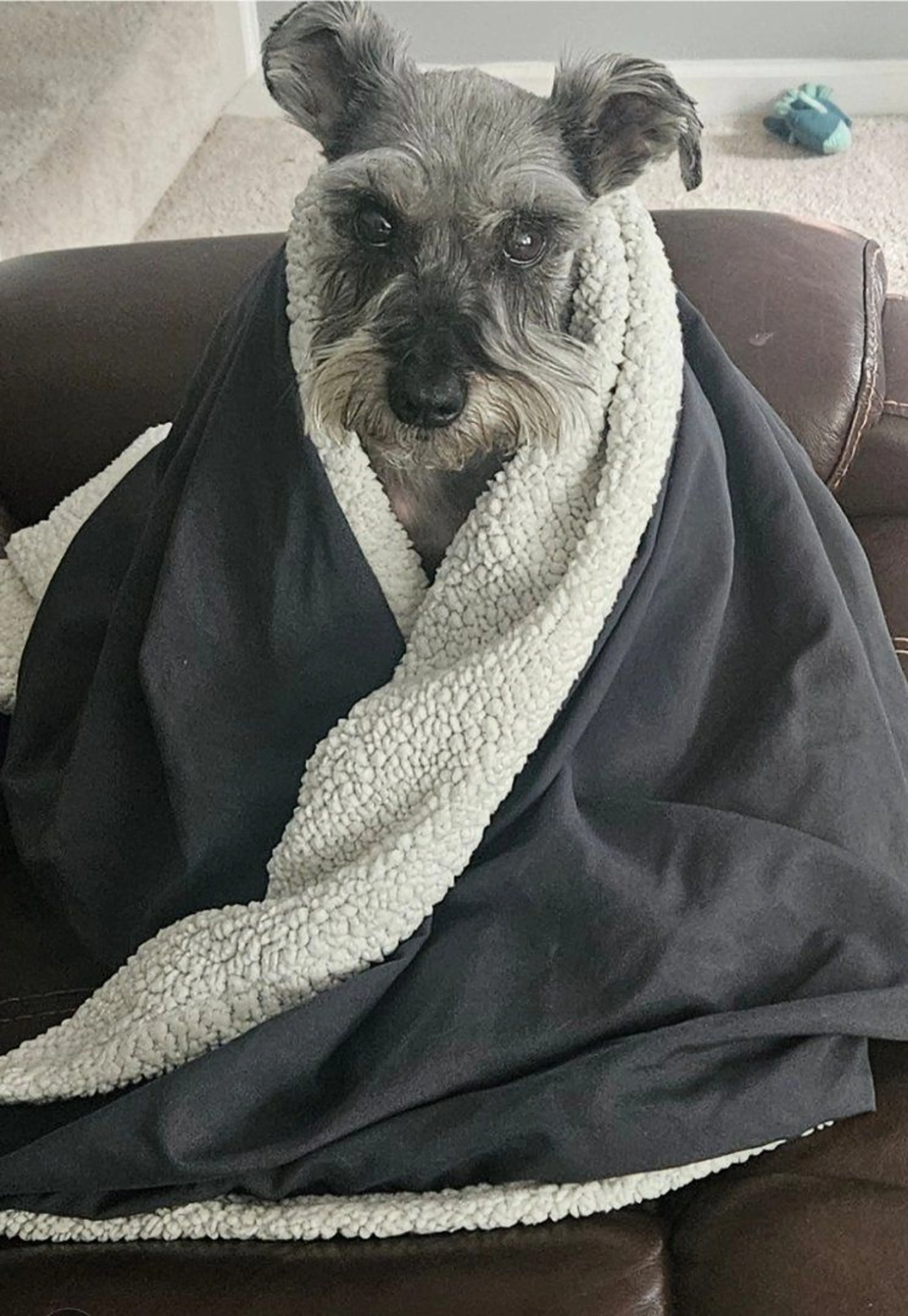 Lost pet-0