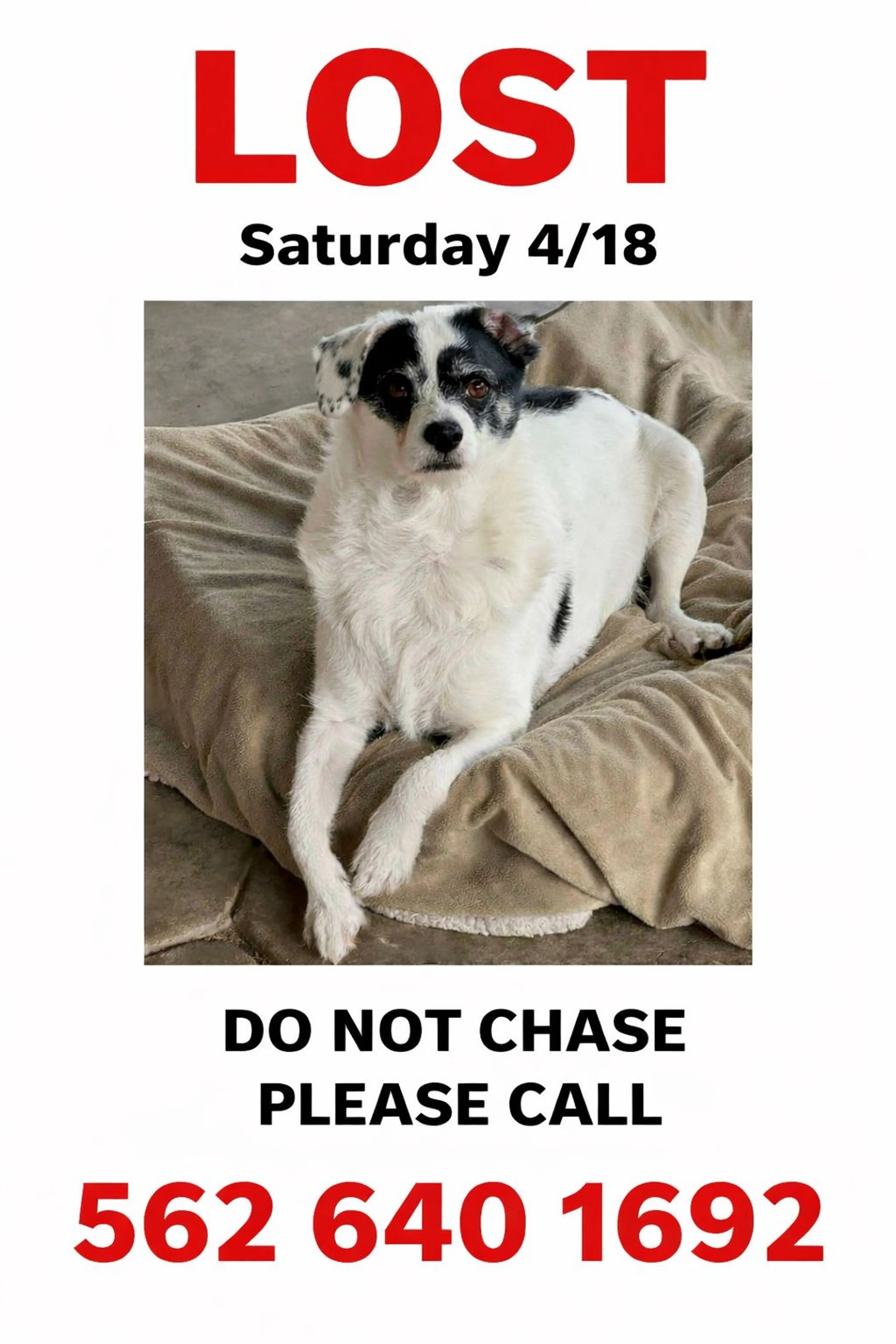 Lost pet-0