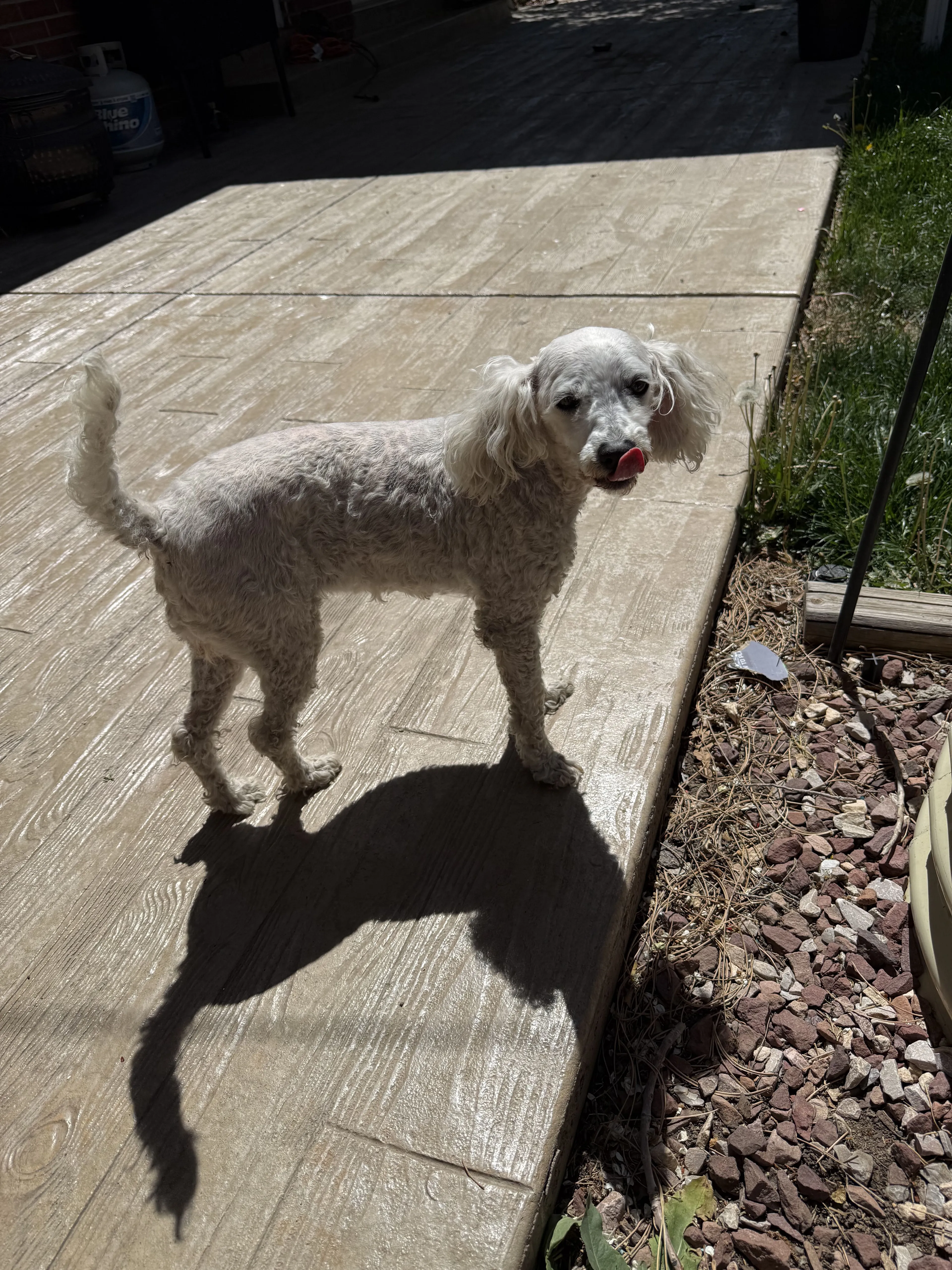 Lost pet