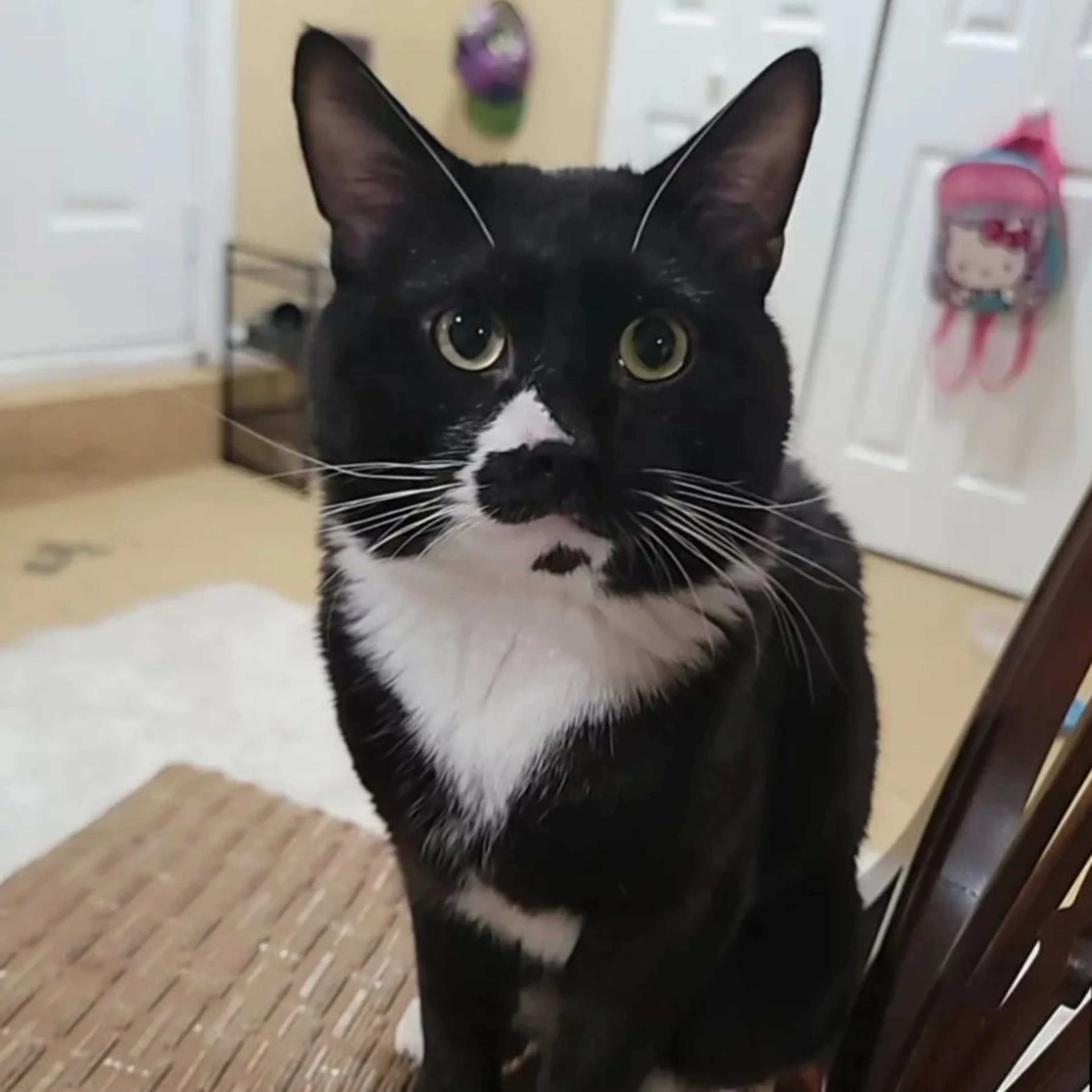 Lost pet