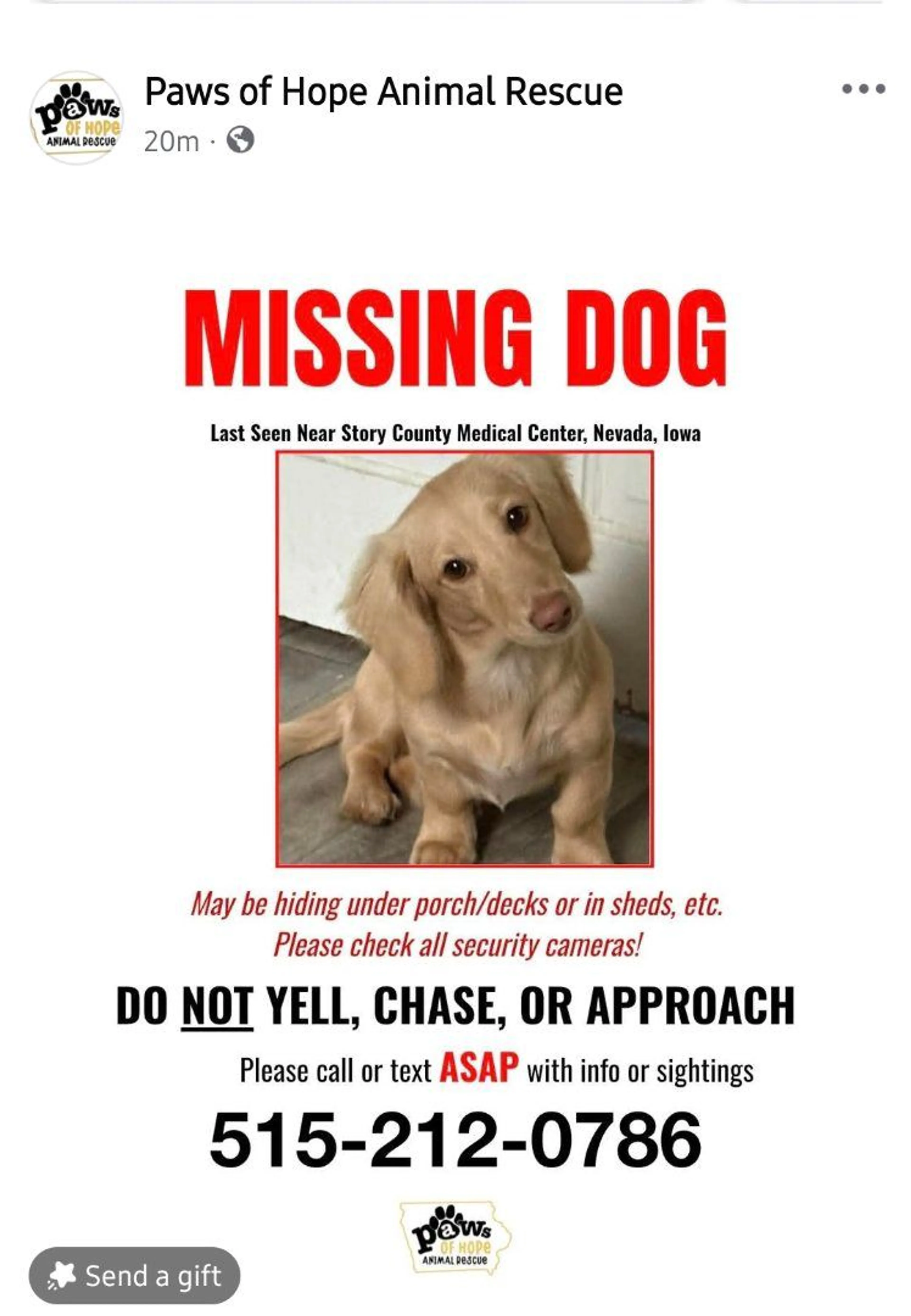 Lost pet