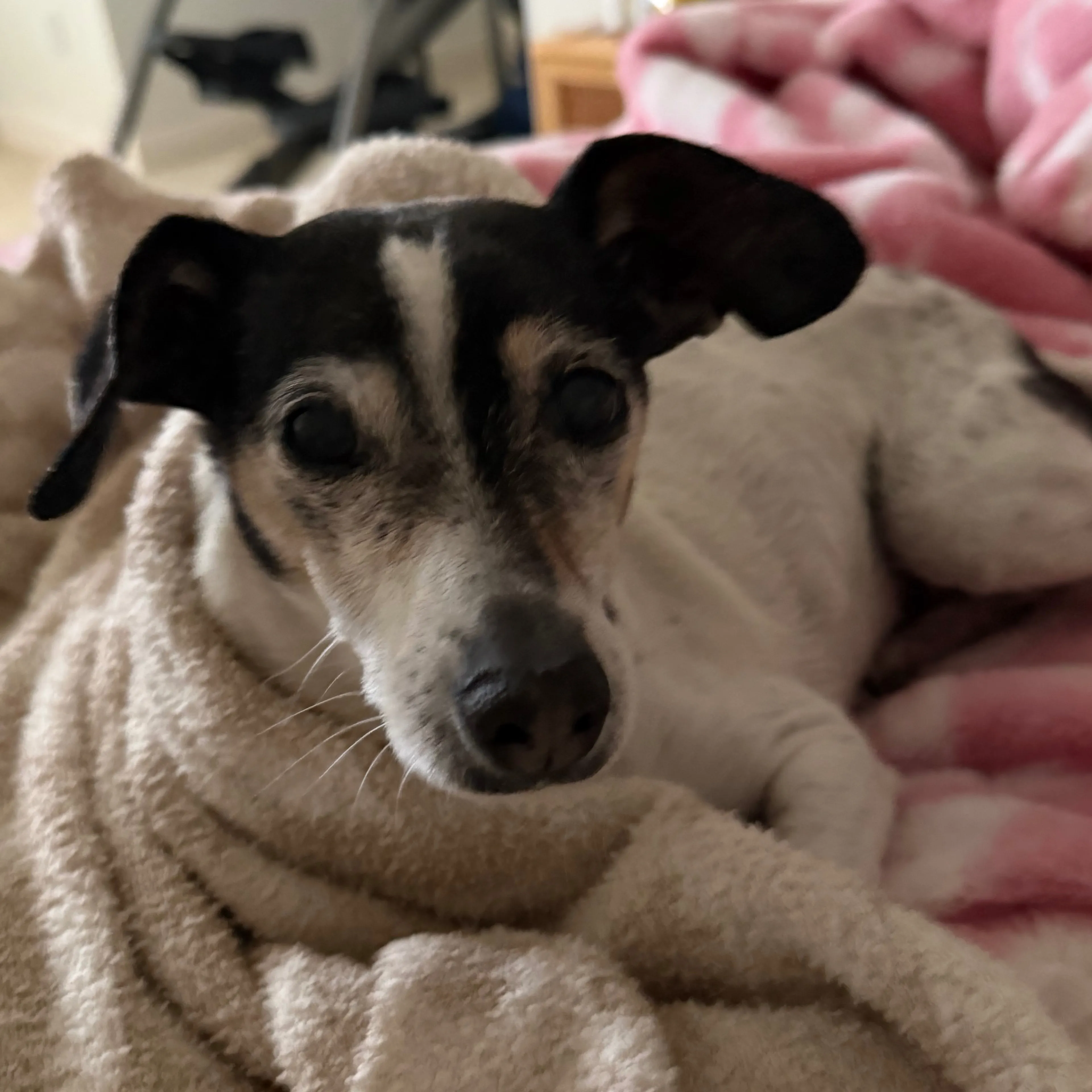 Lost pet-2
