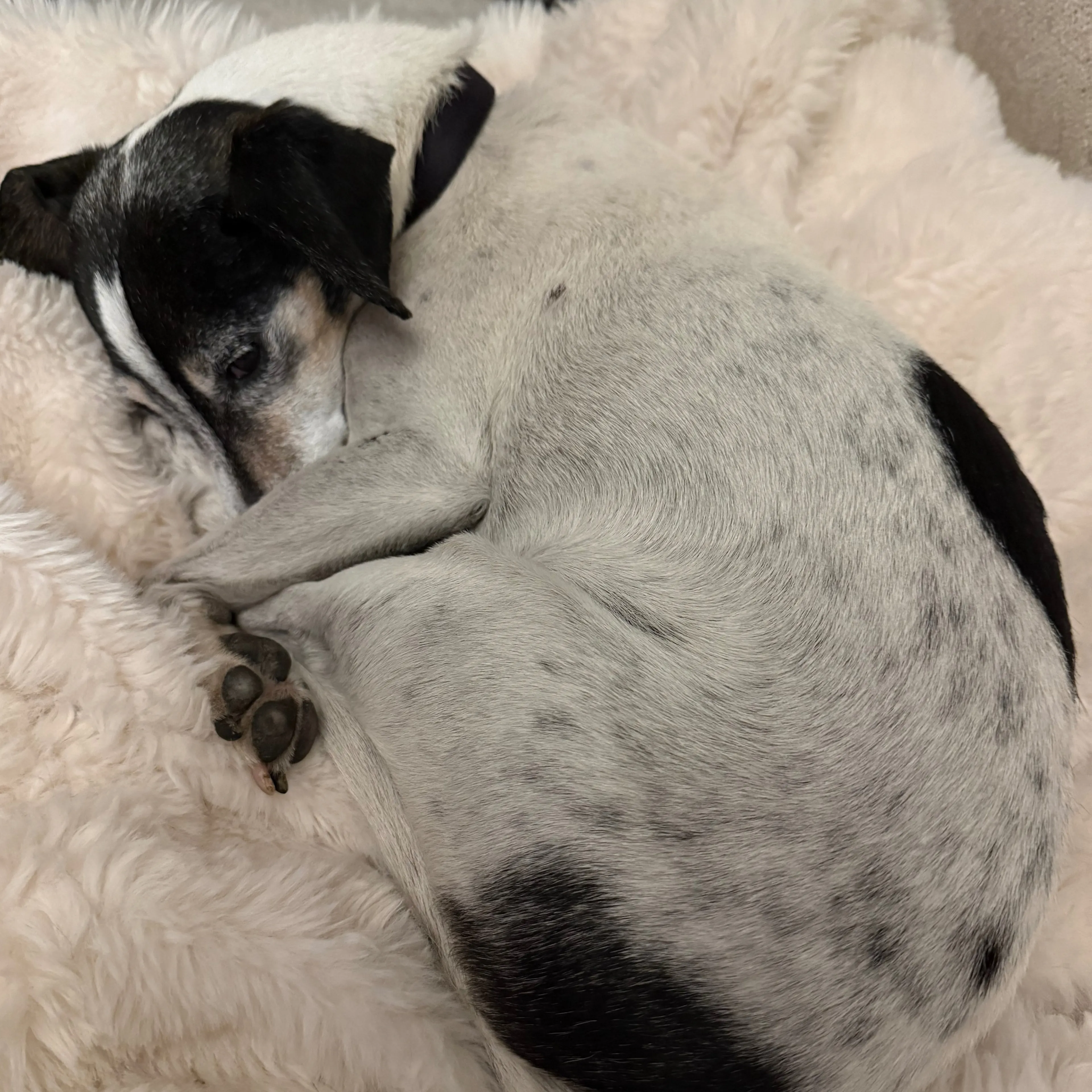 Lost pet-1