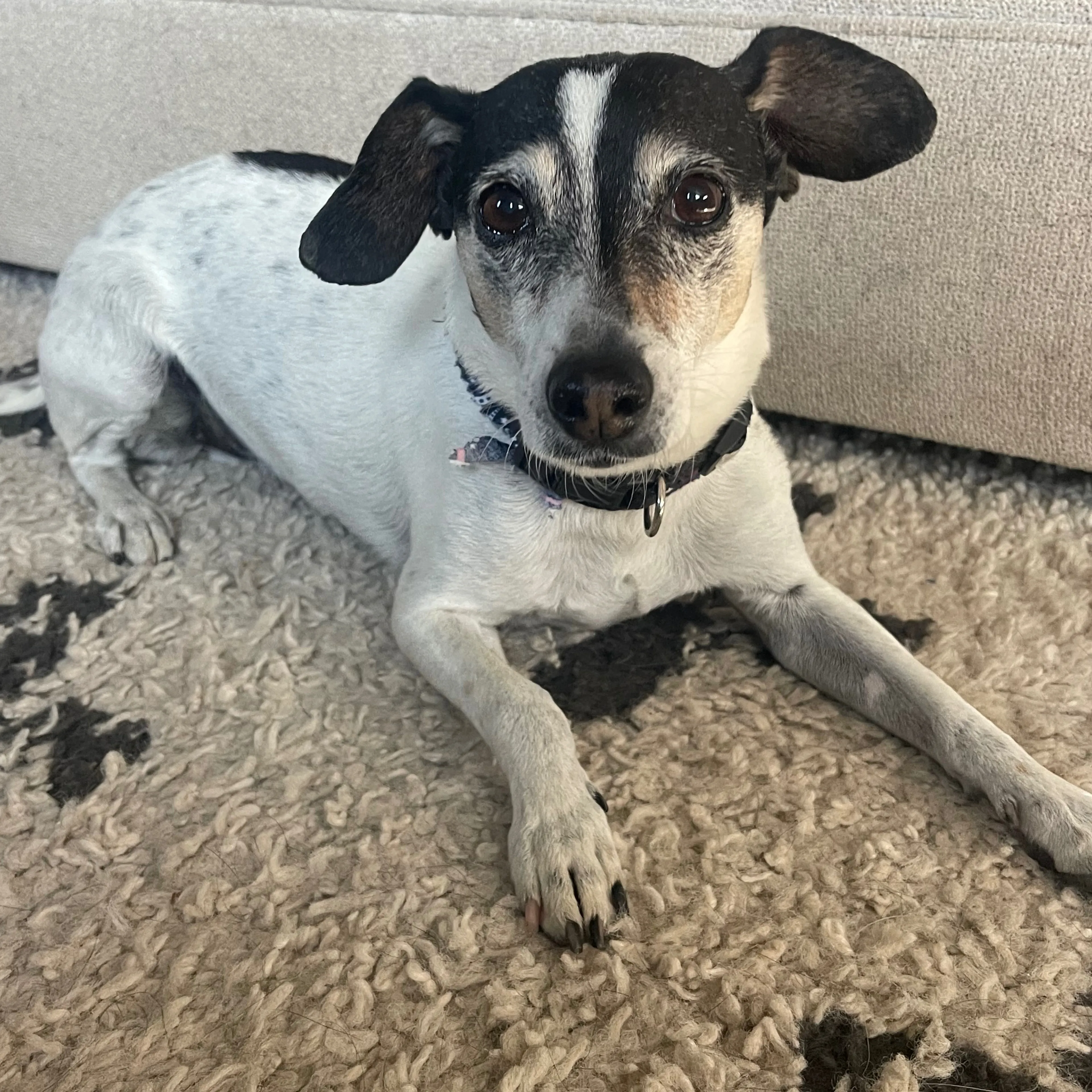Lost pet-3