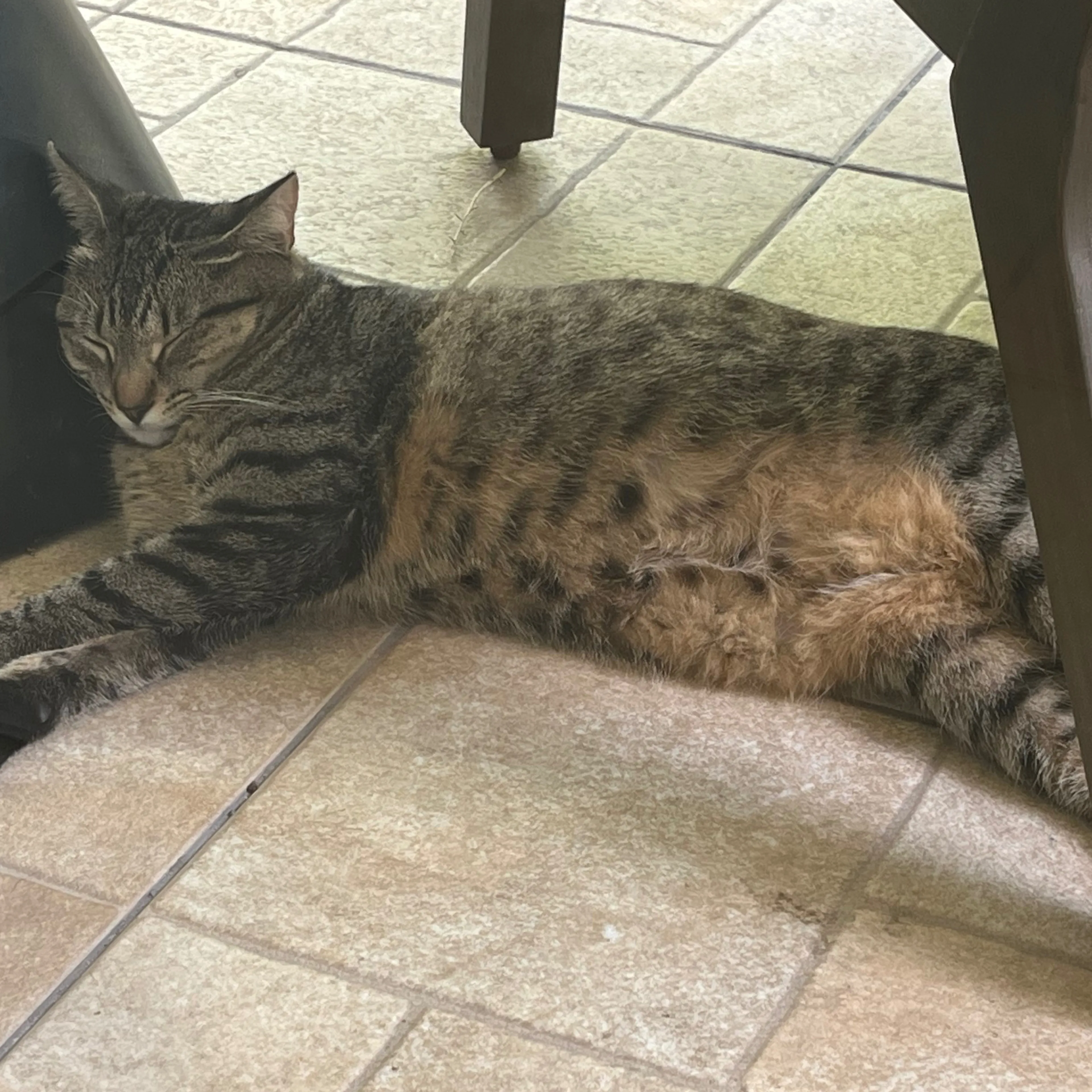 Lost pet-1