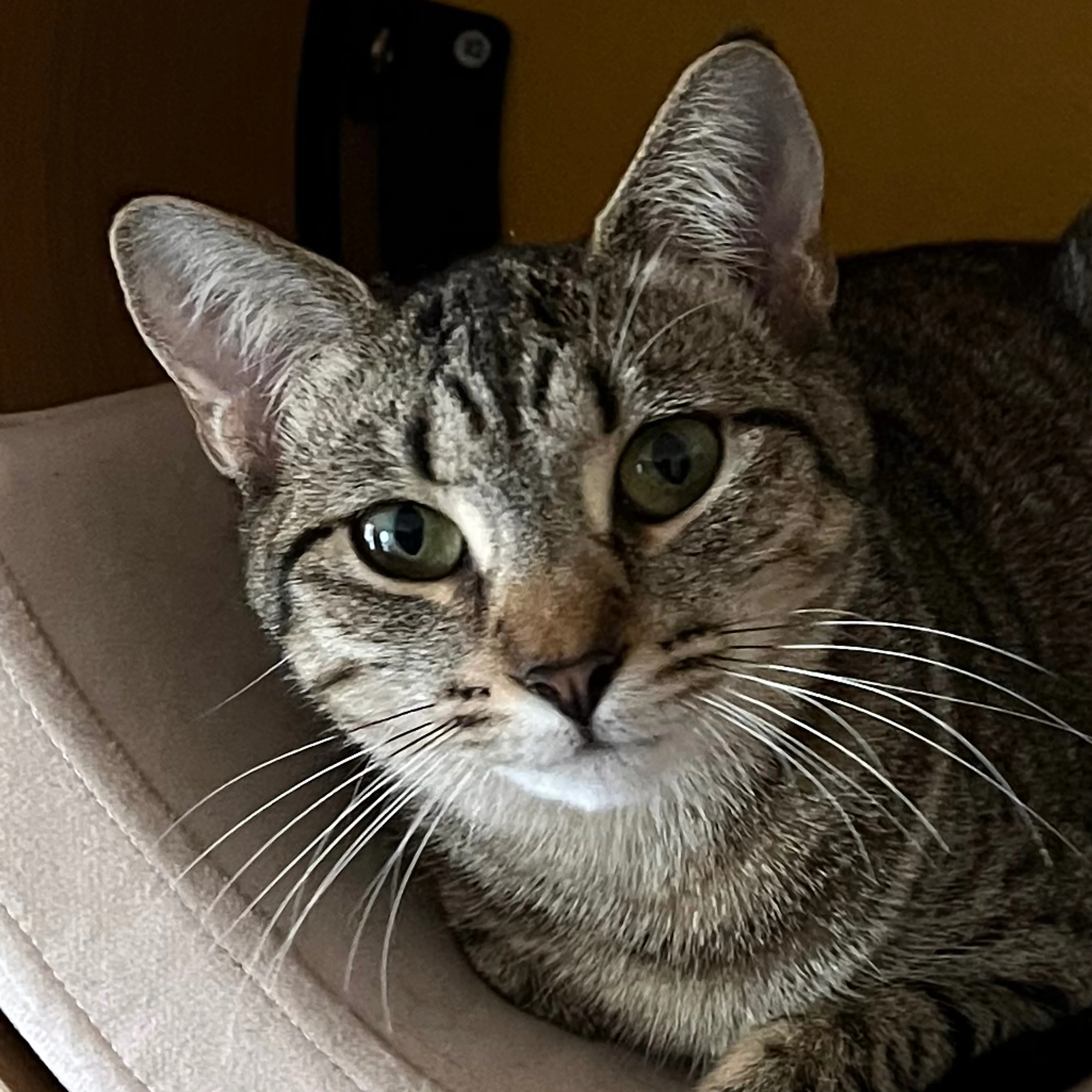 Lost pet-2