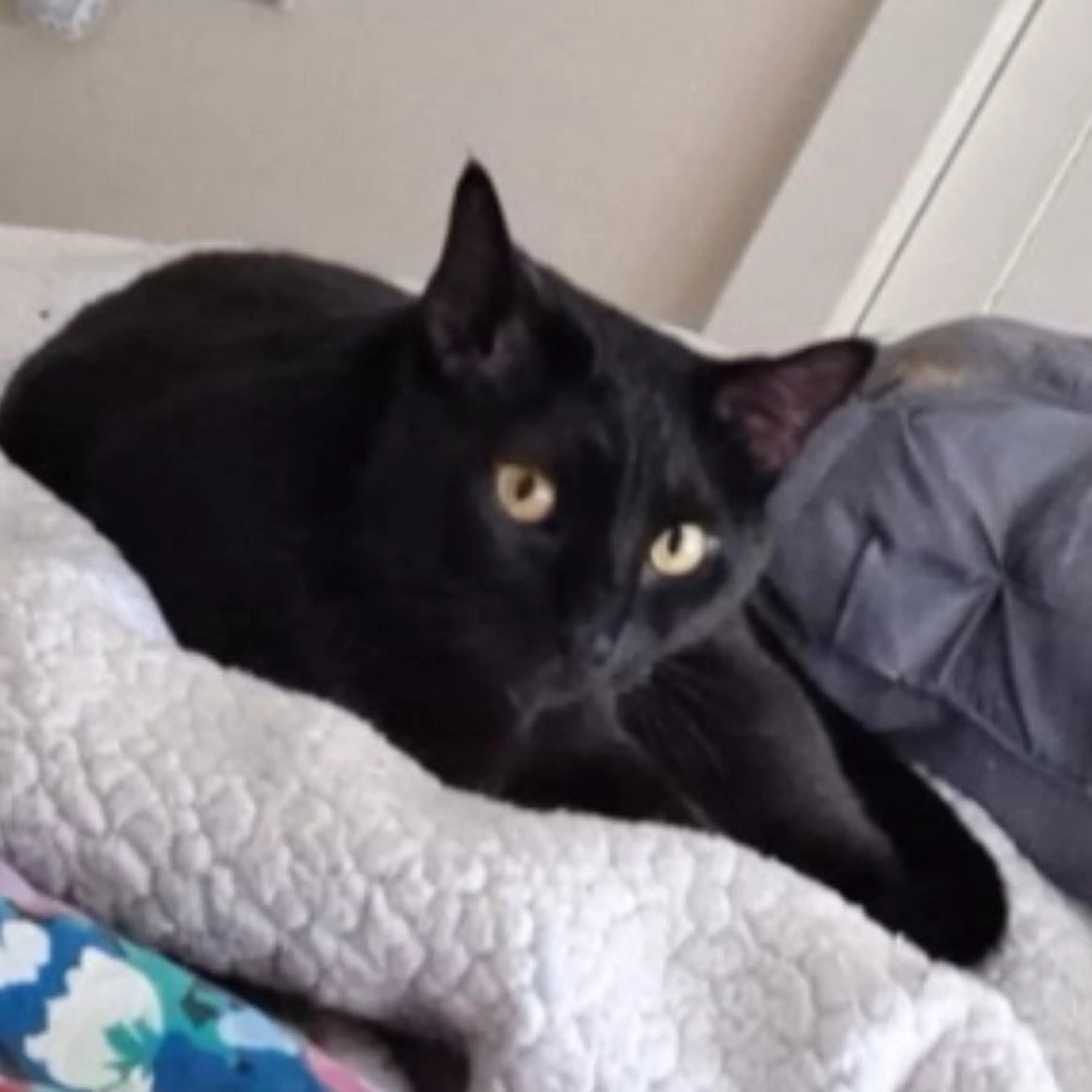 Lost pet-0