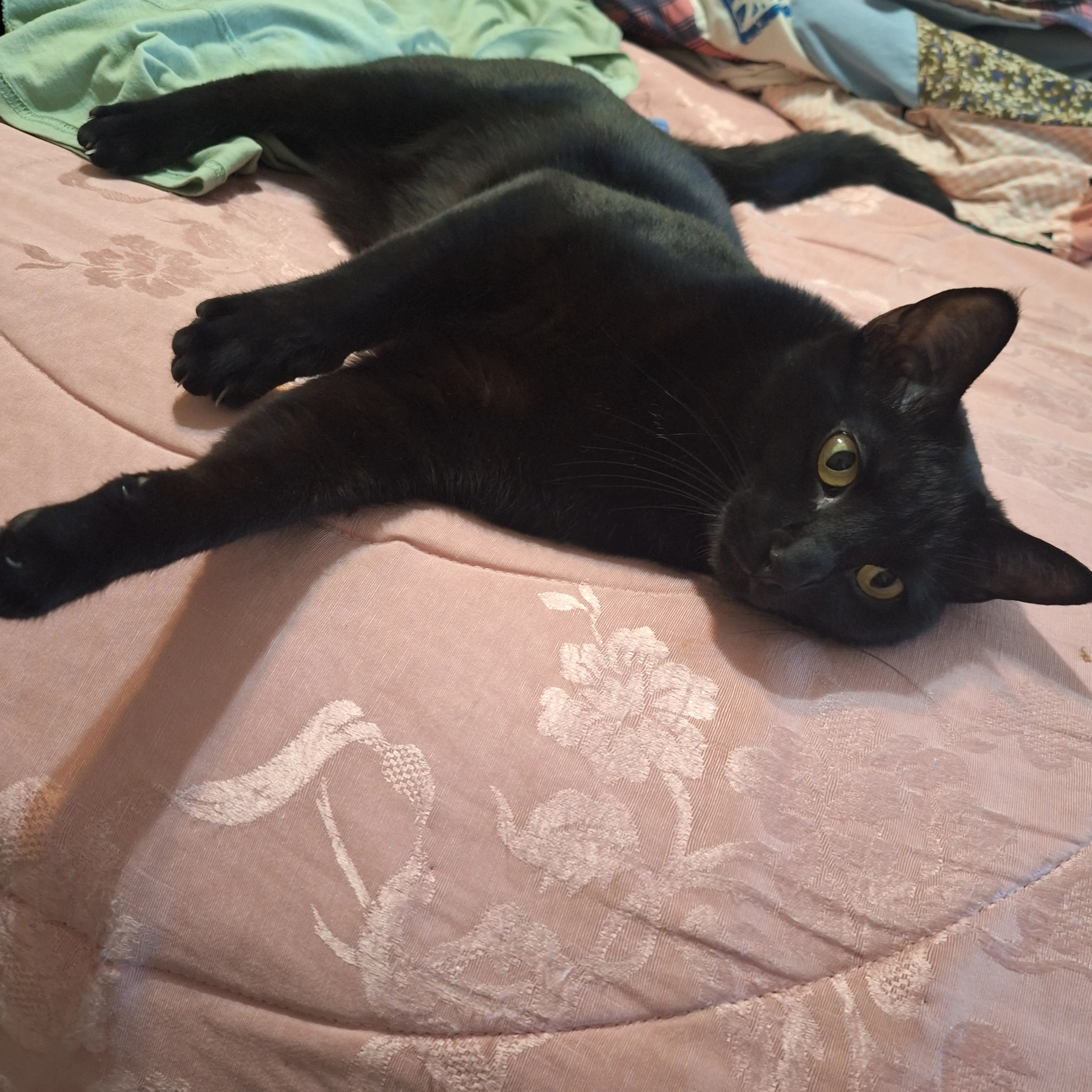 Lost pet-1