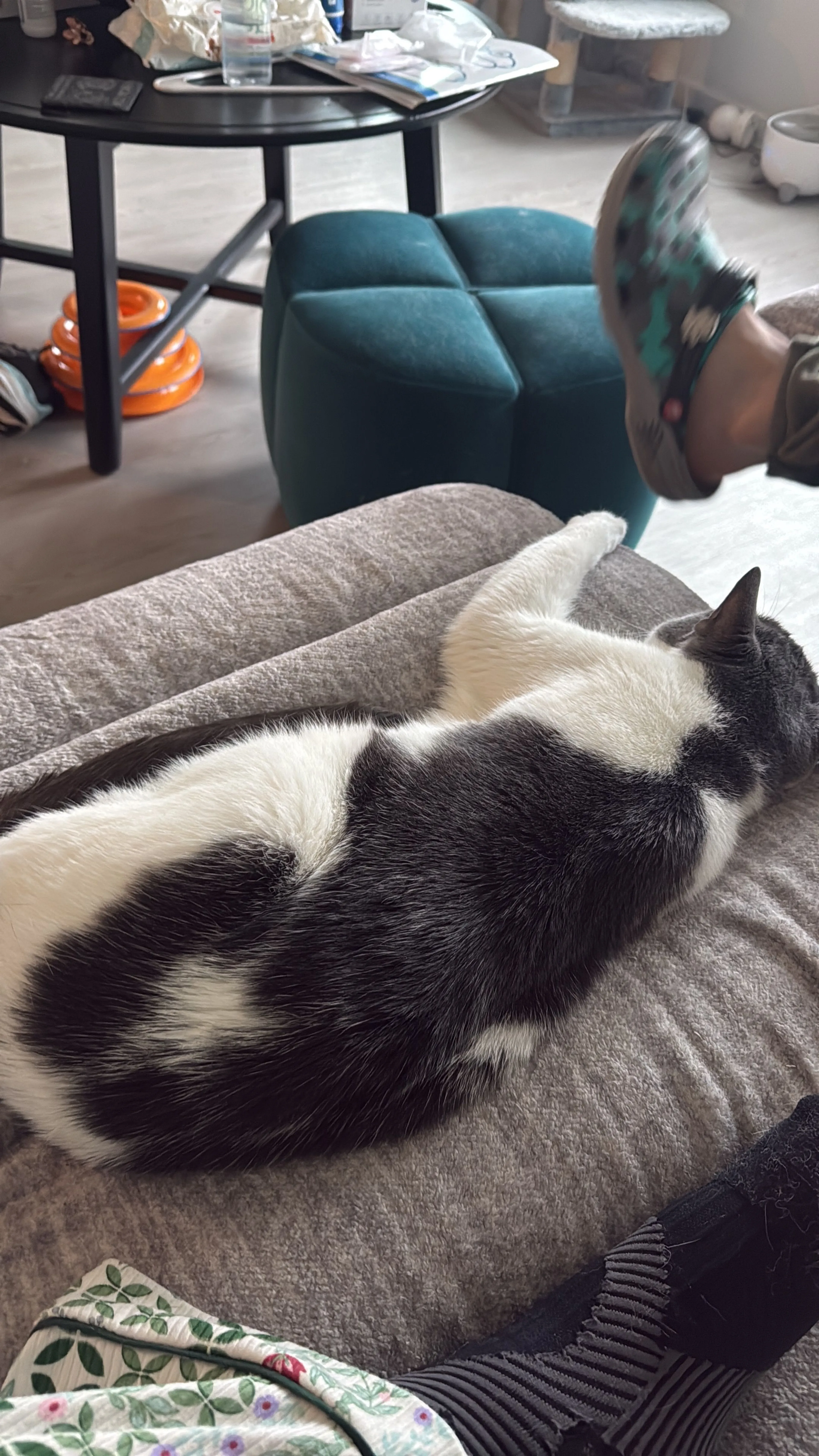 Lost pet-0