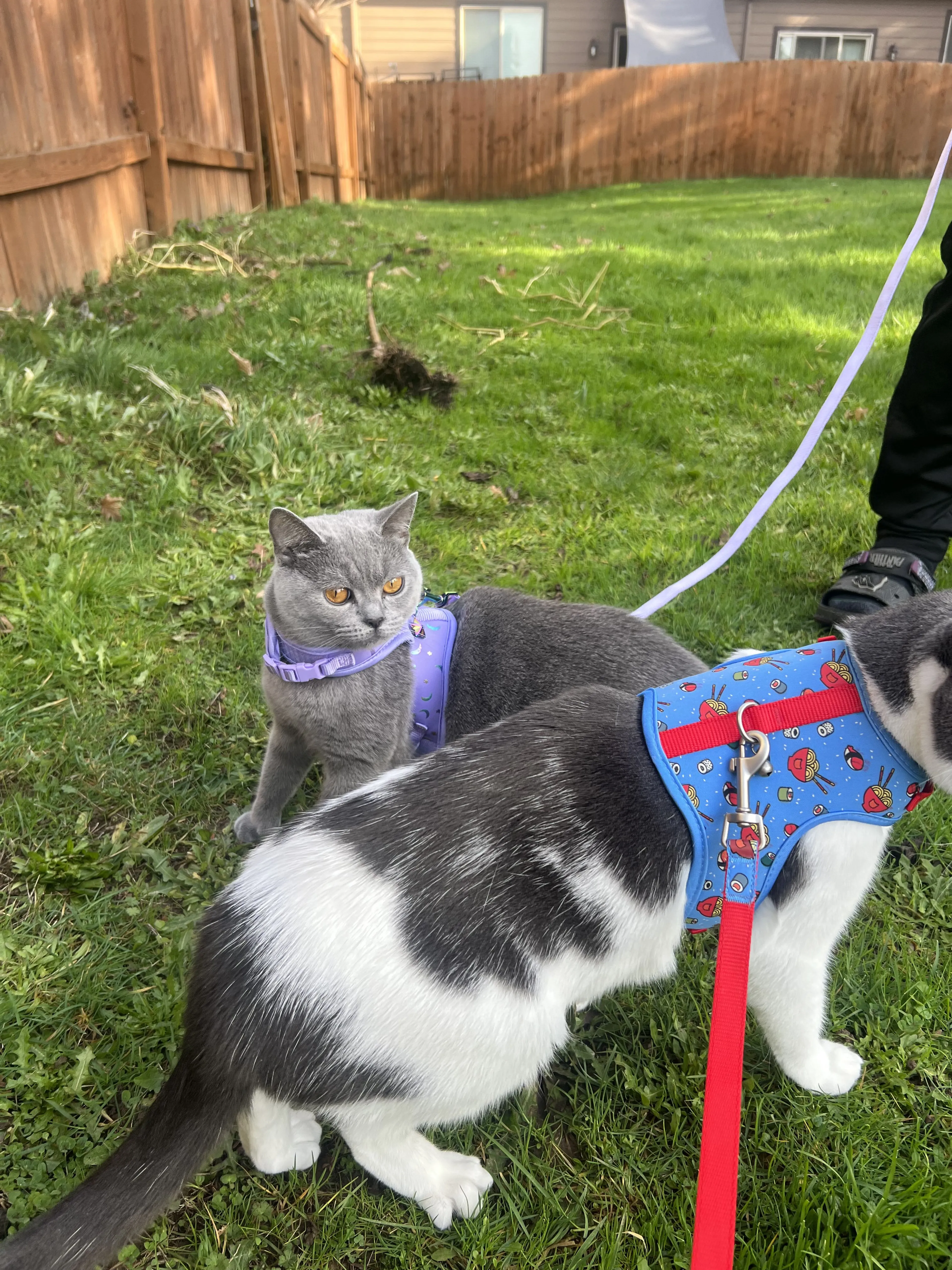 Lost pet-2