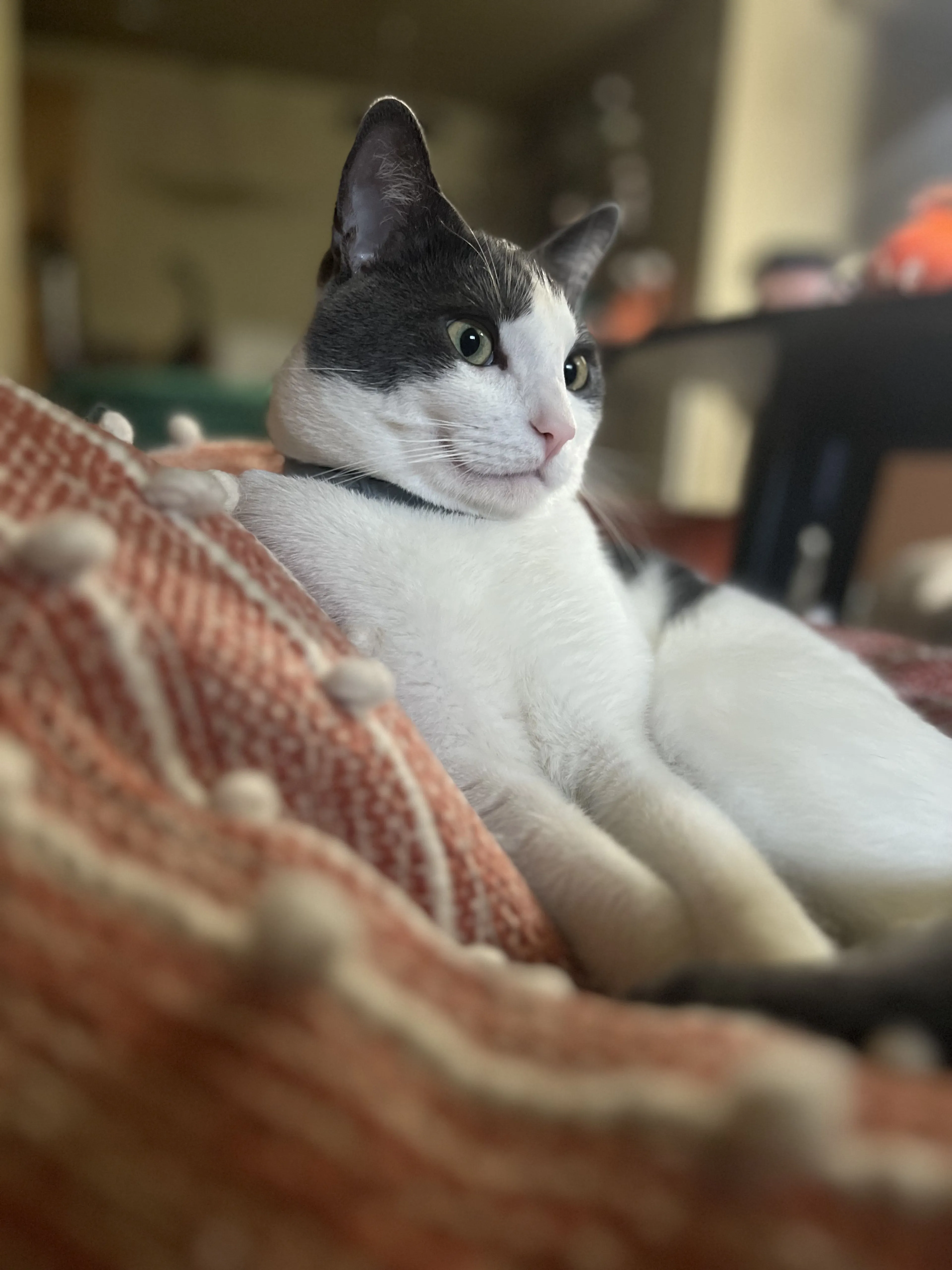 Lost pet-4