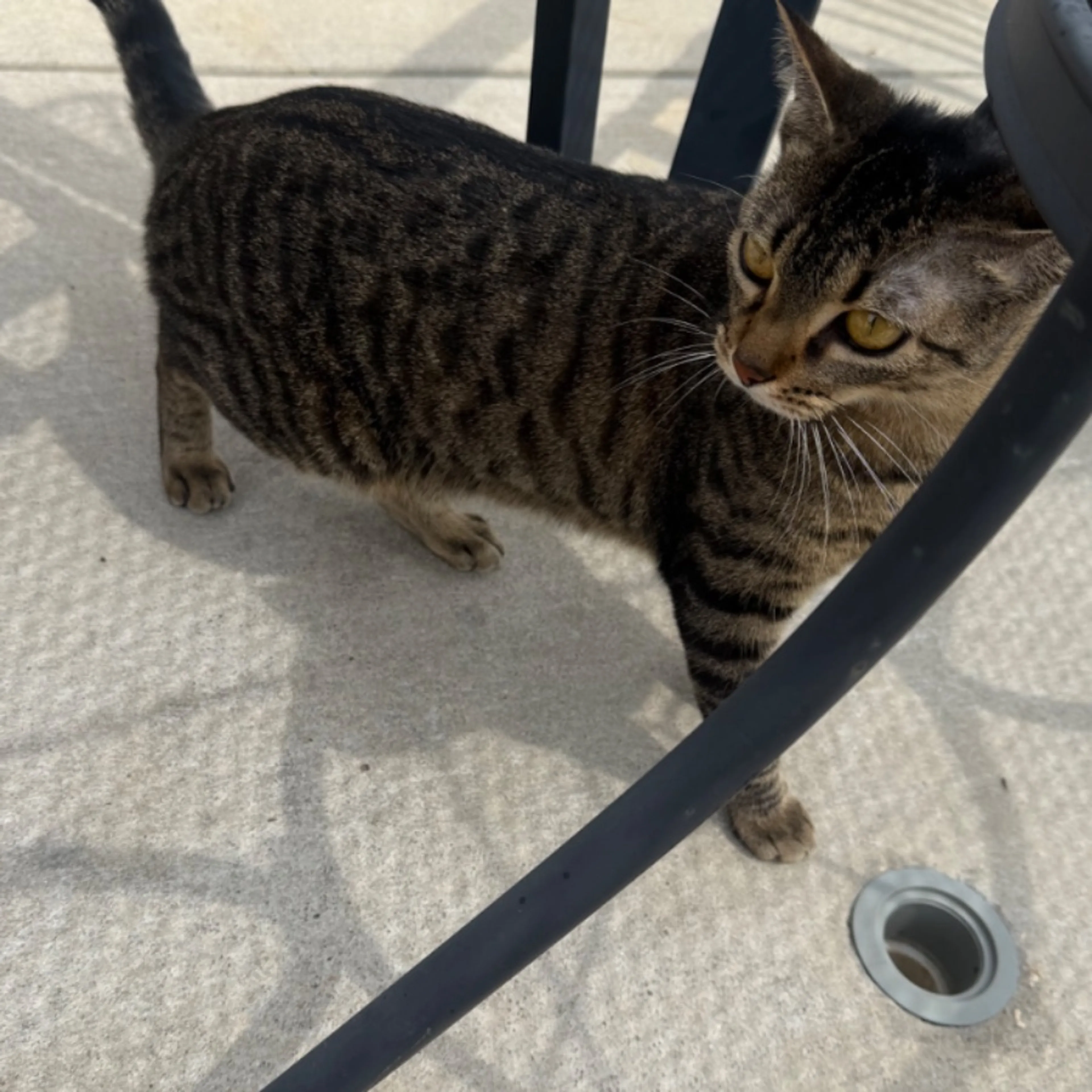 Lost pet