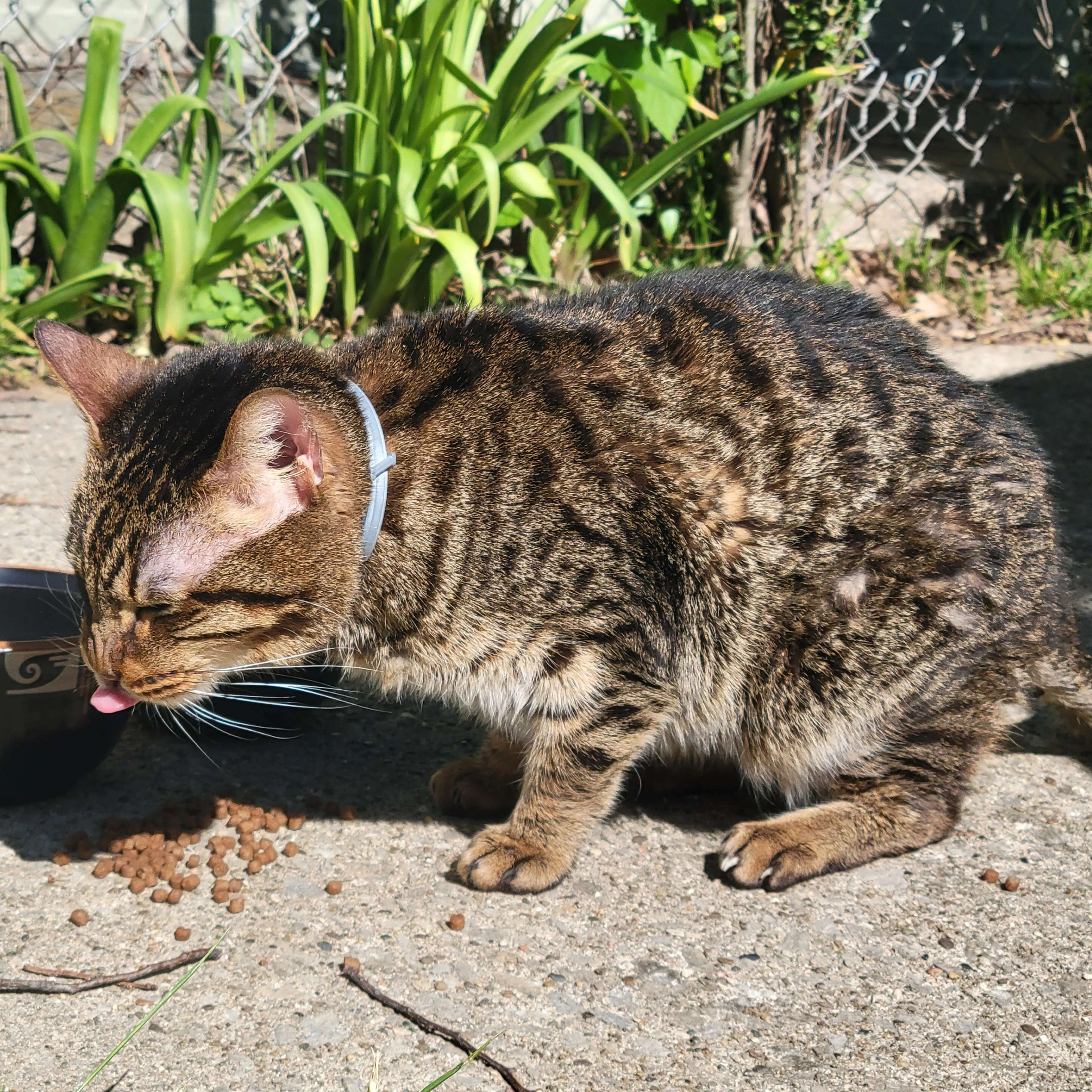 Found pet-2