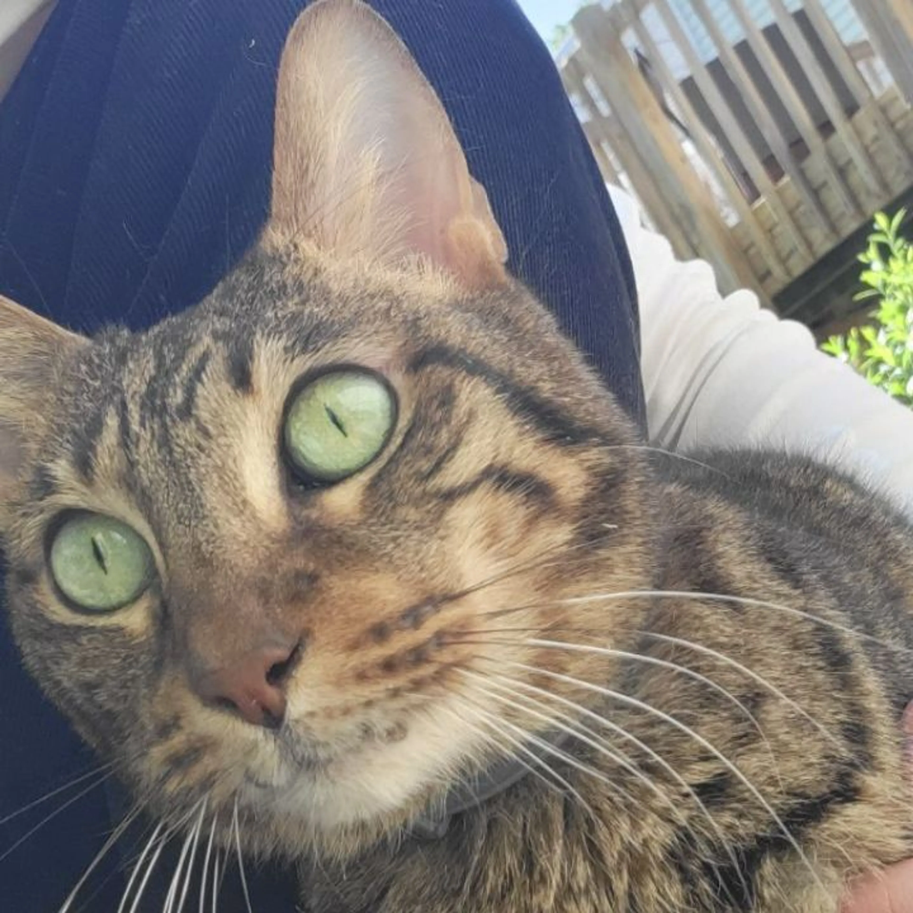 Found pet-0