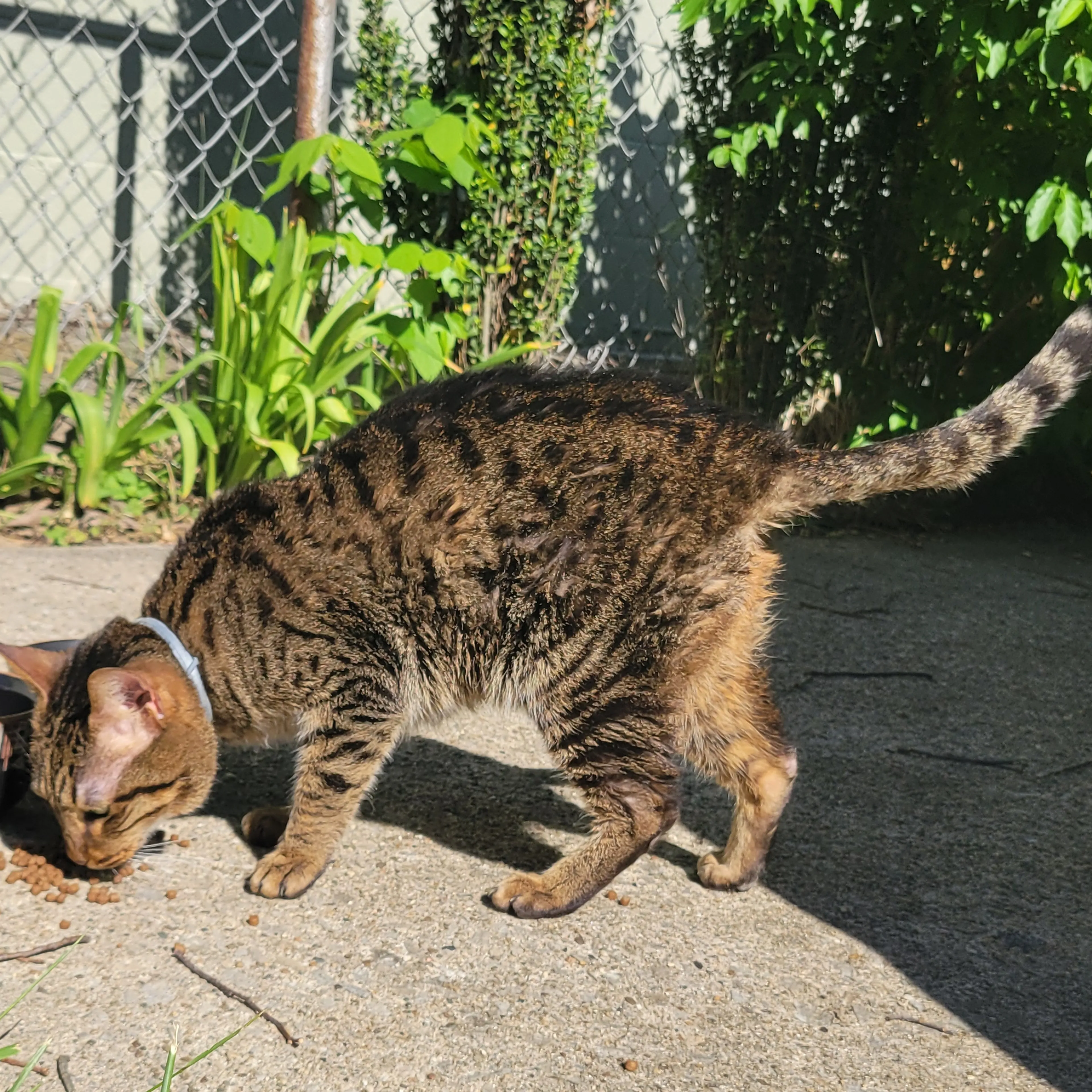 Found pet-1