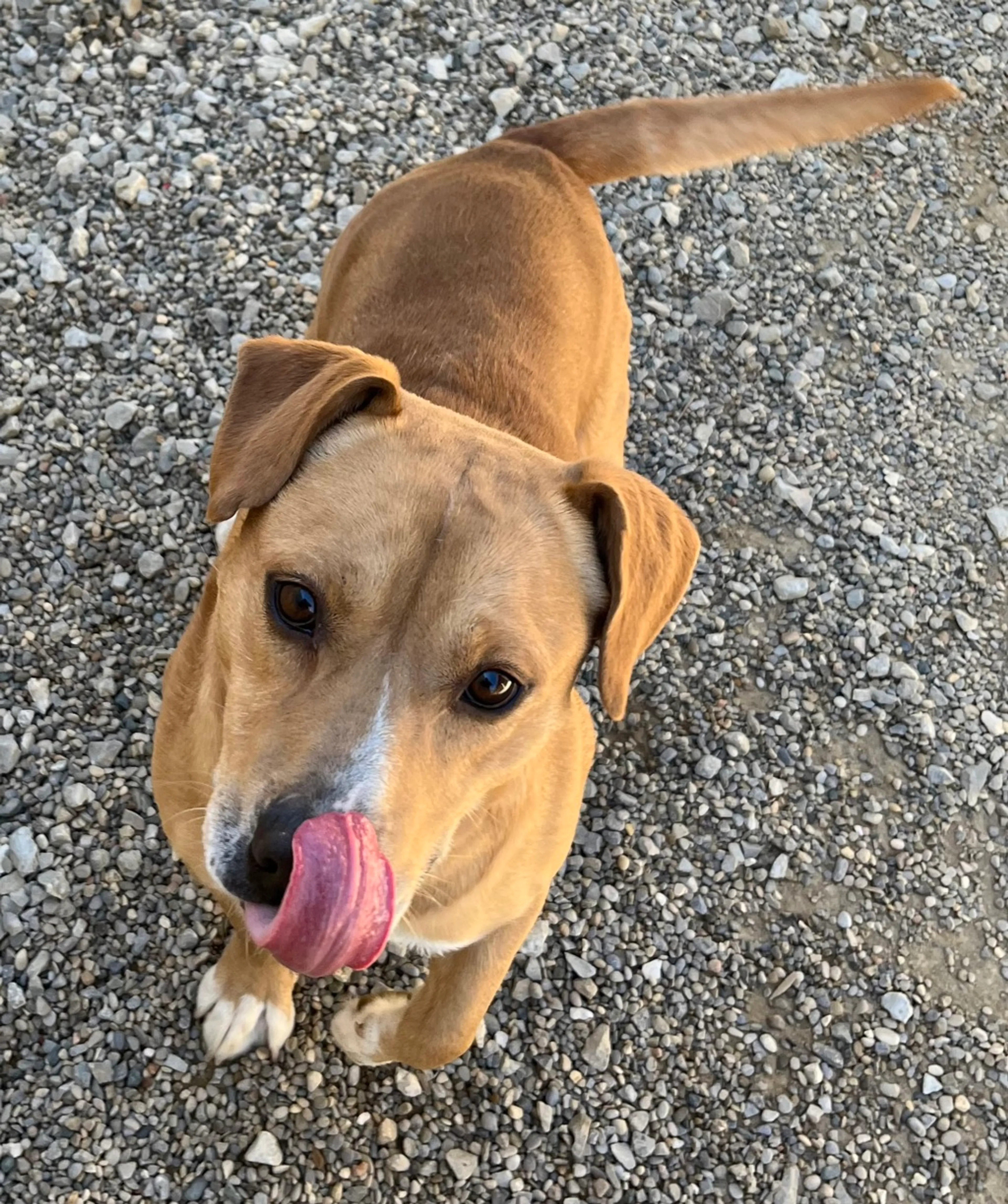 Found pet