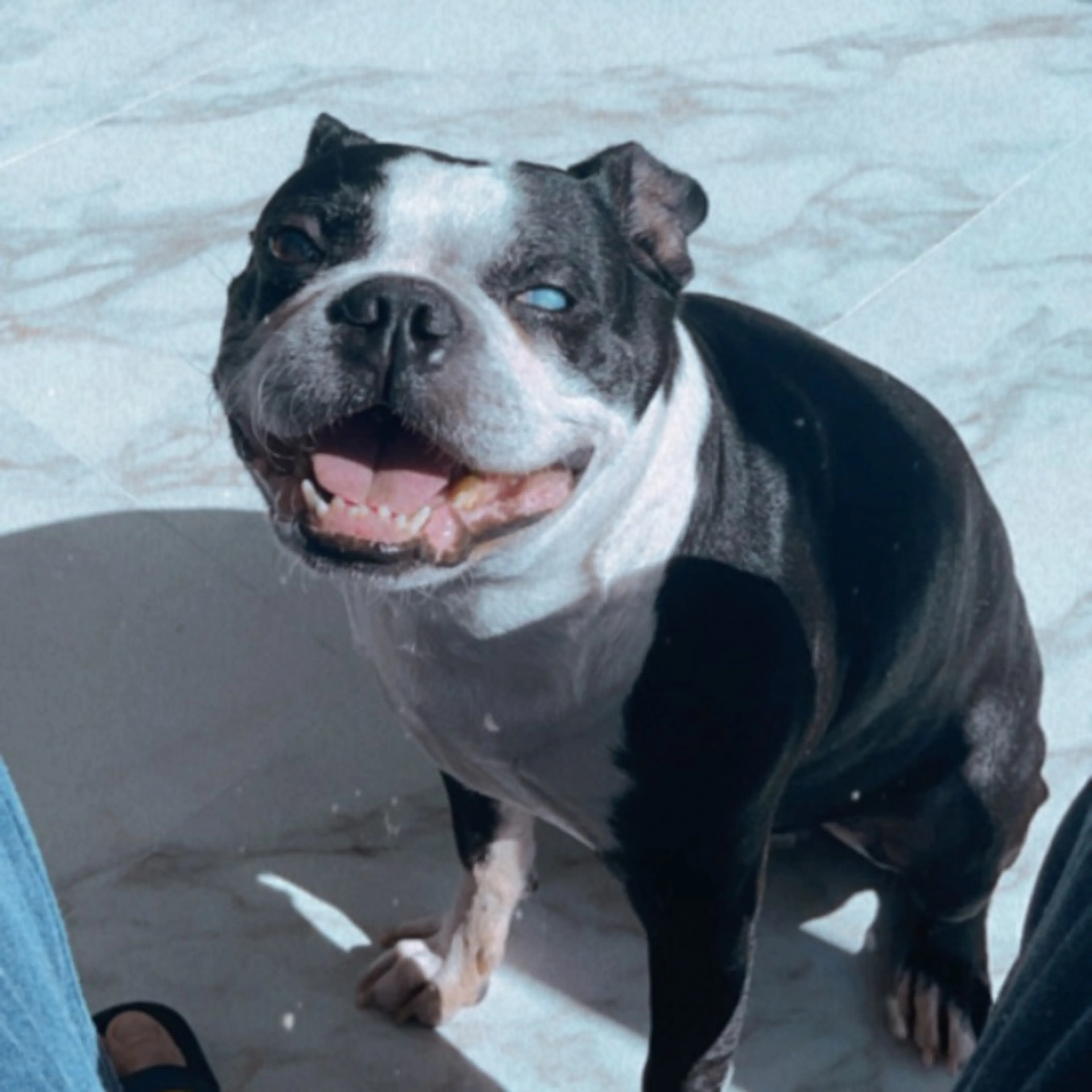 Lost pet