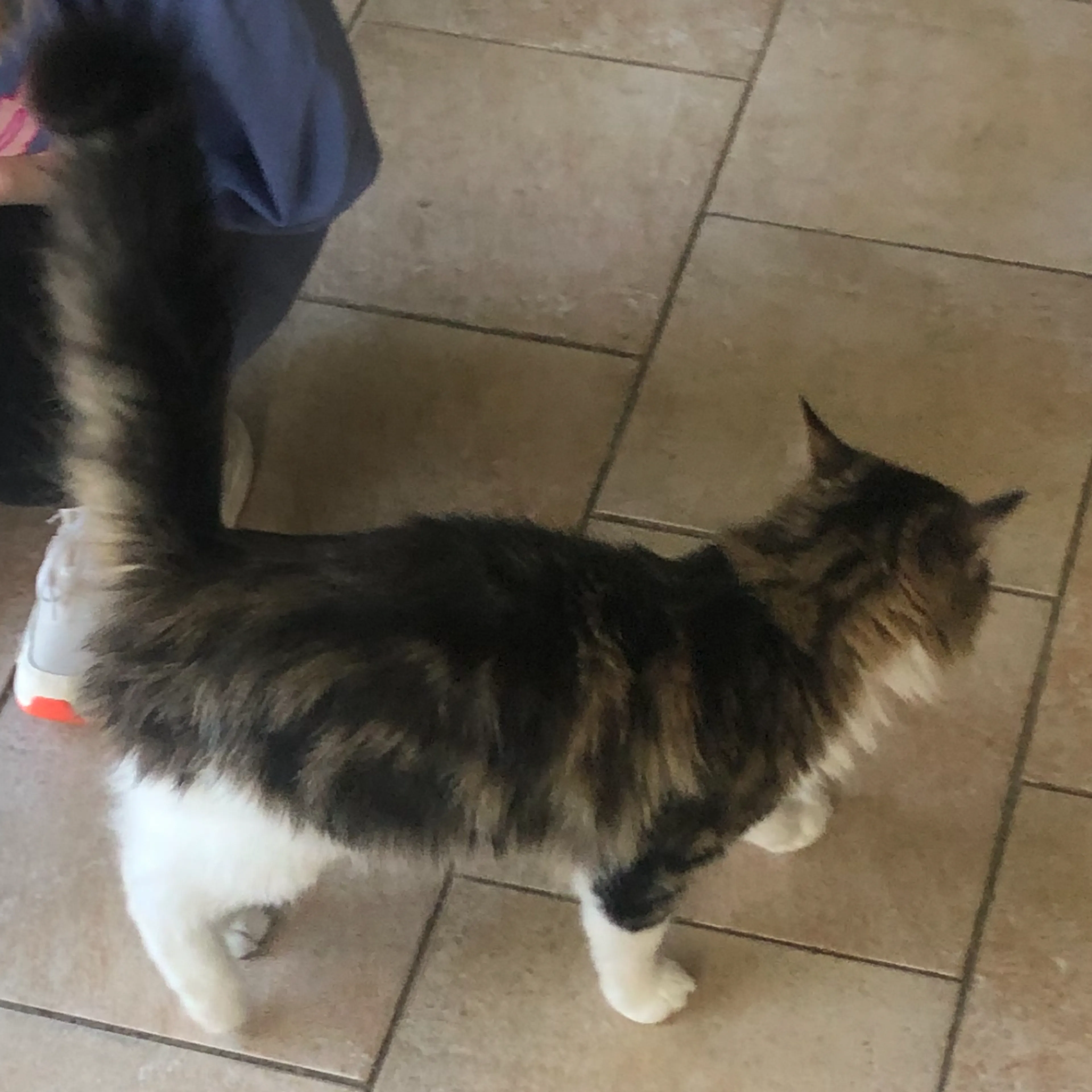 Lost pet-1