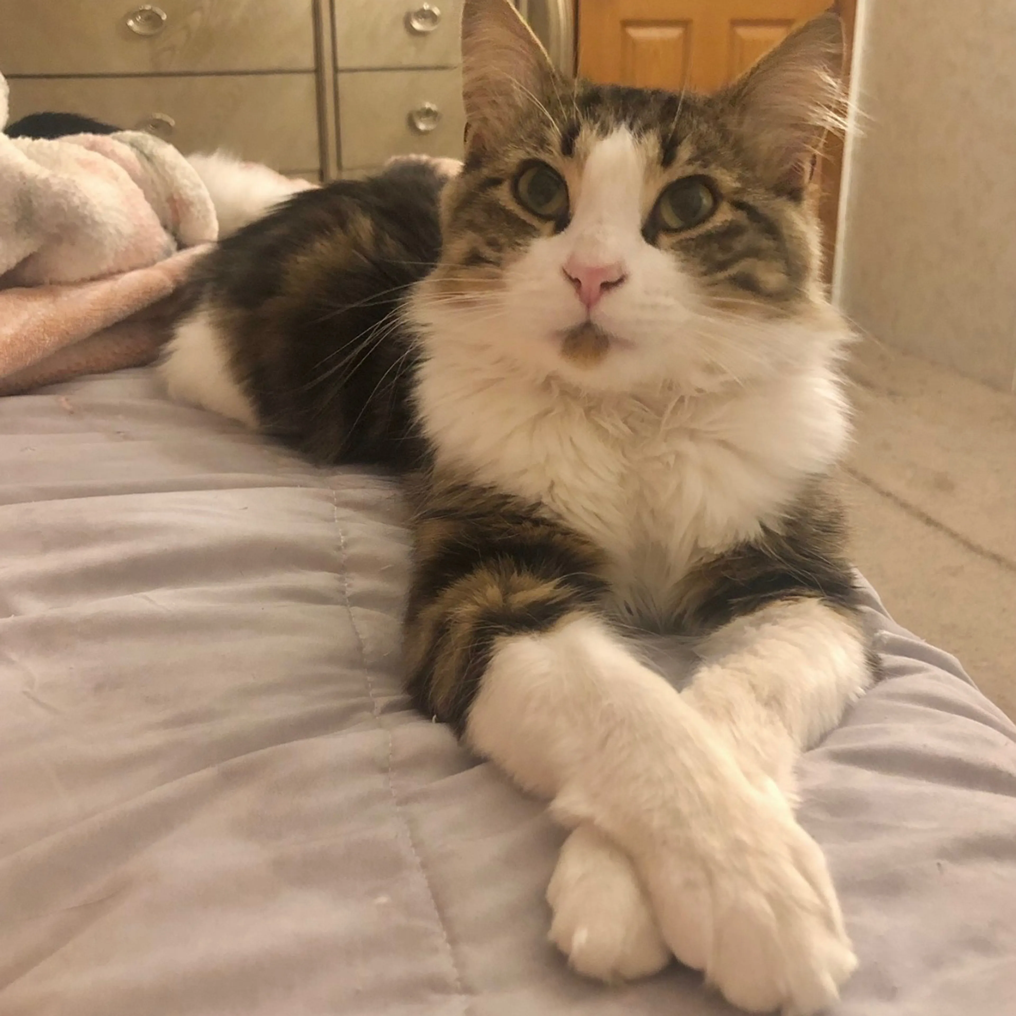 Lost pet-3