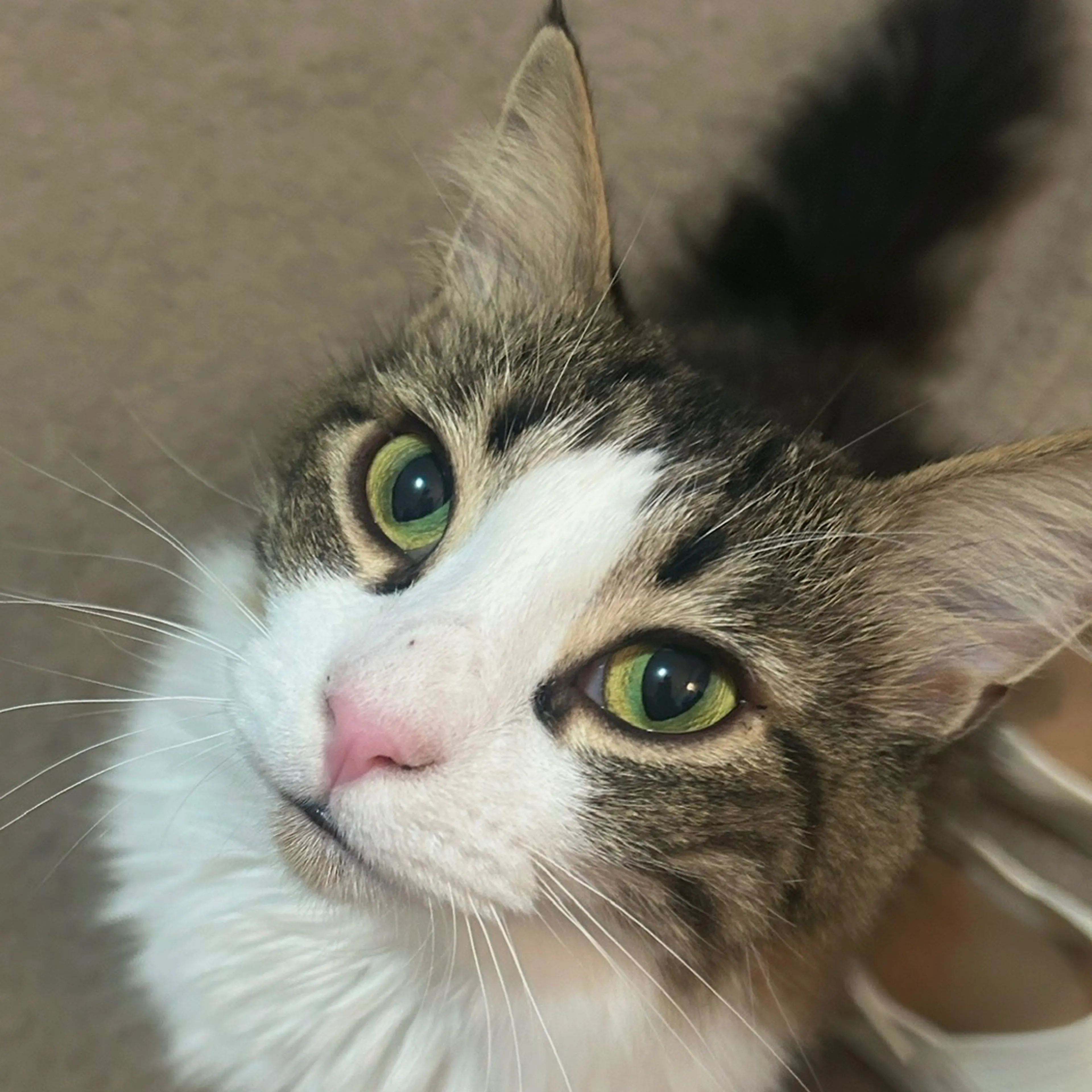 Lost pet-2