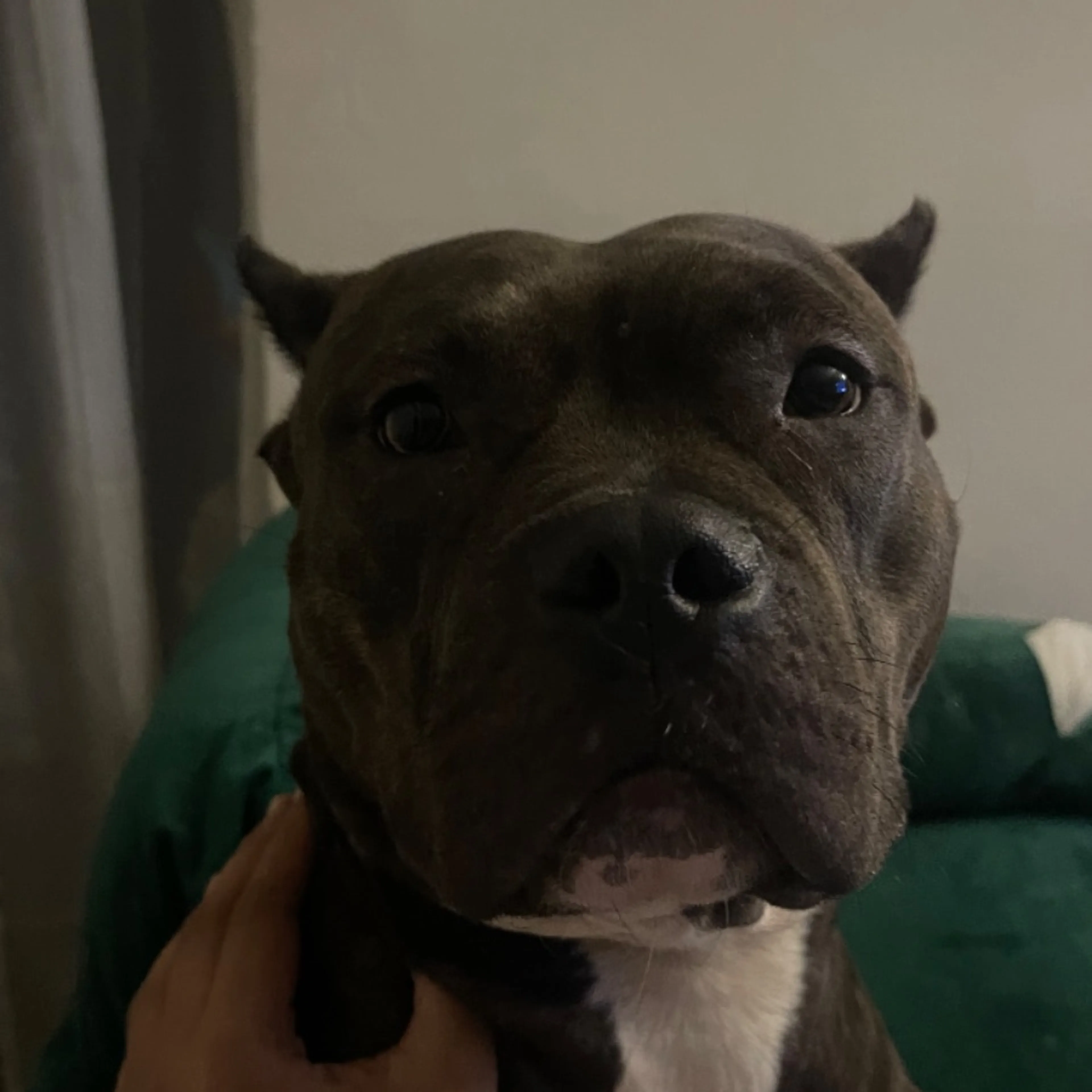 Lost pet
