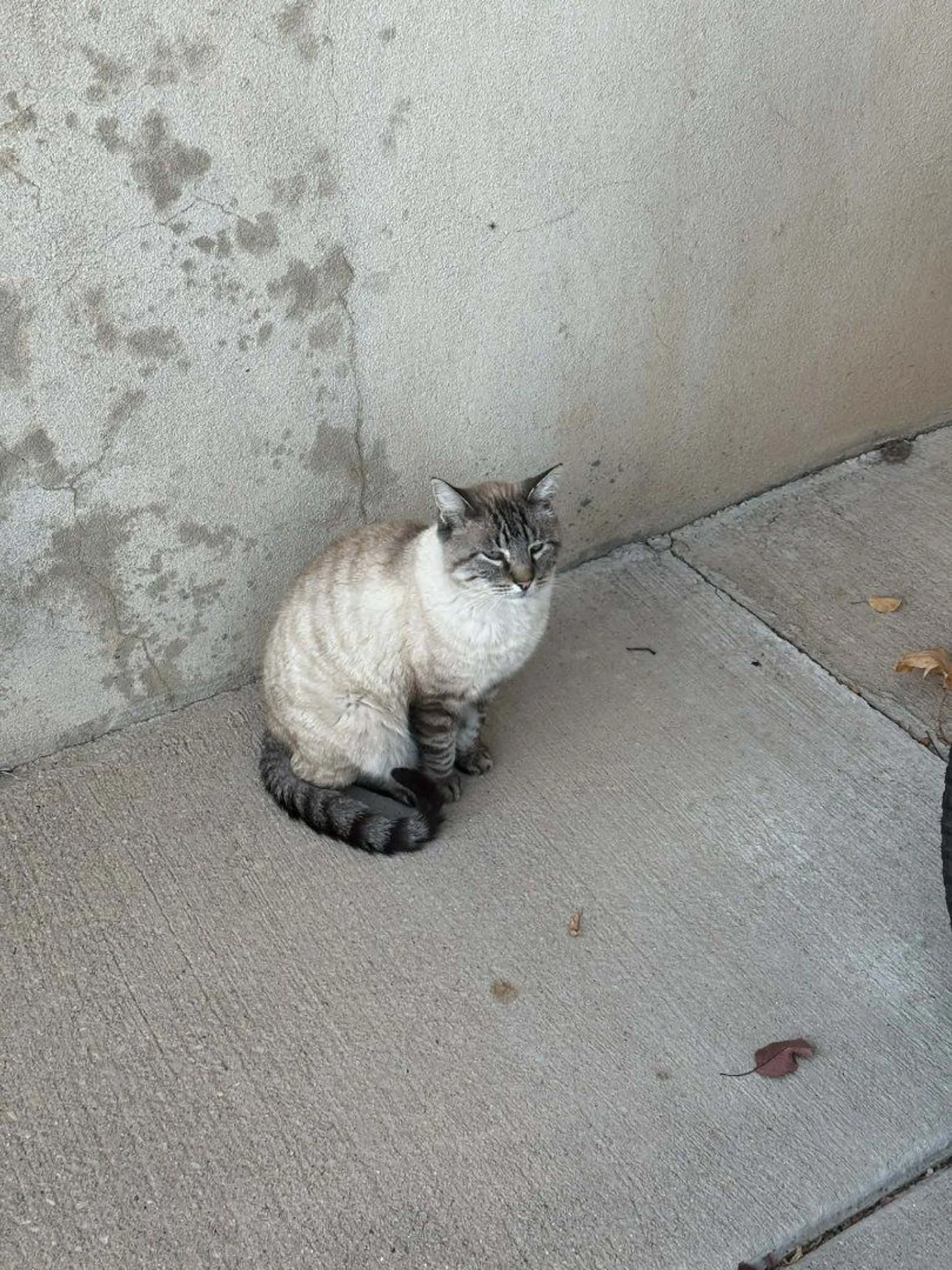 Lost pet-3