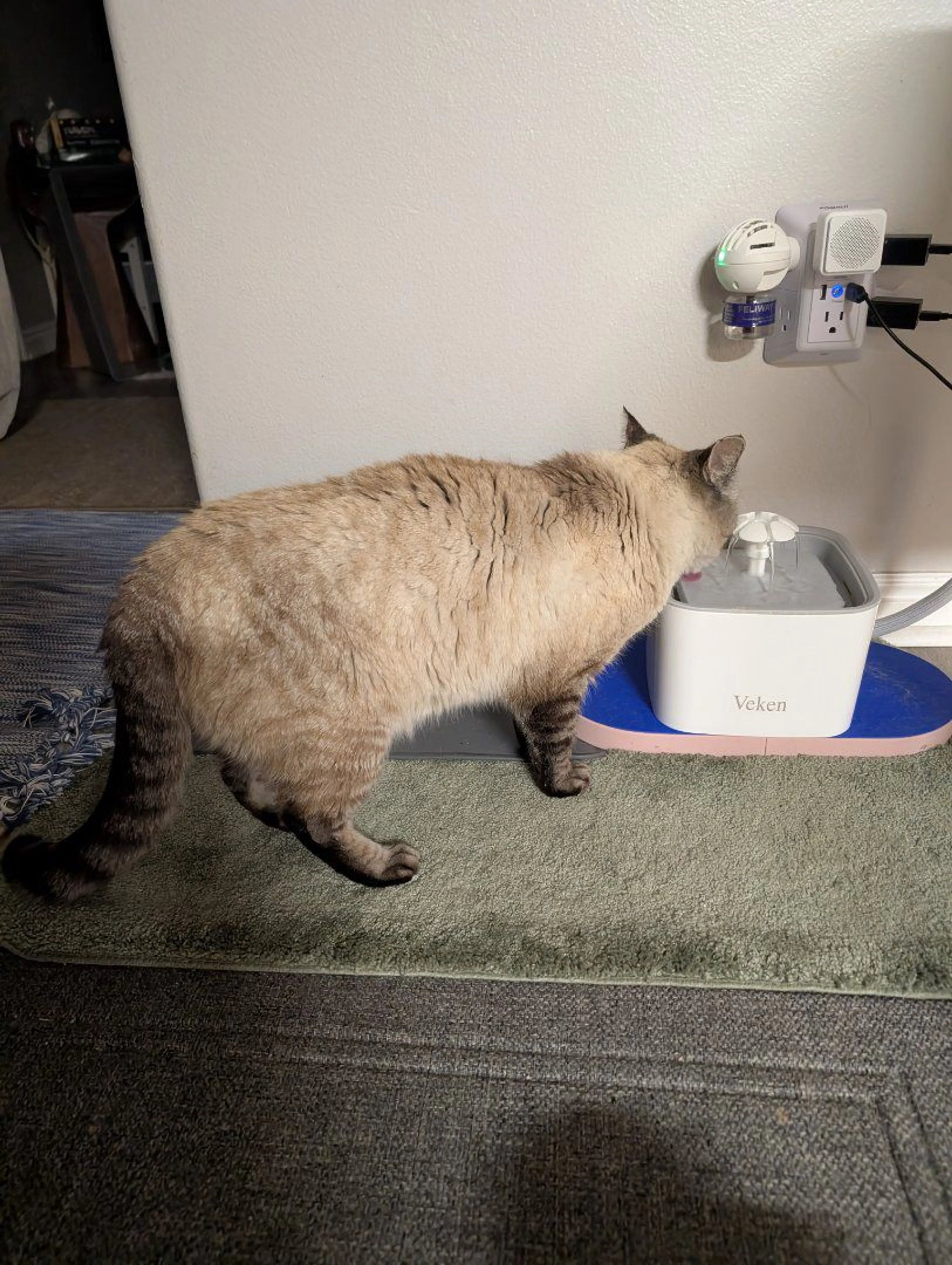 Lost pet-4