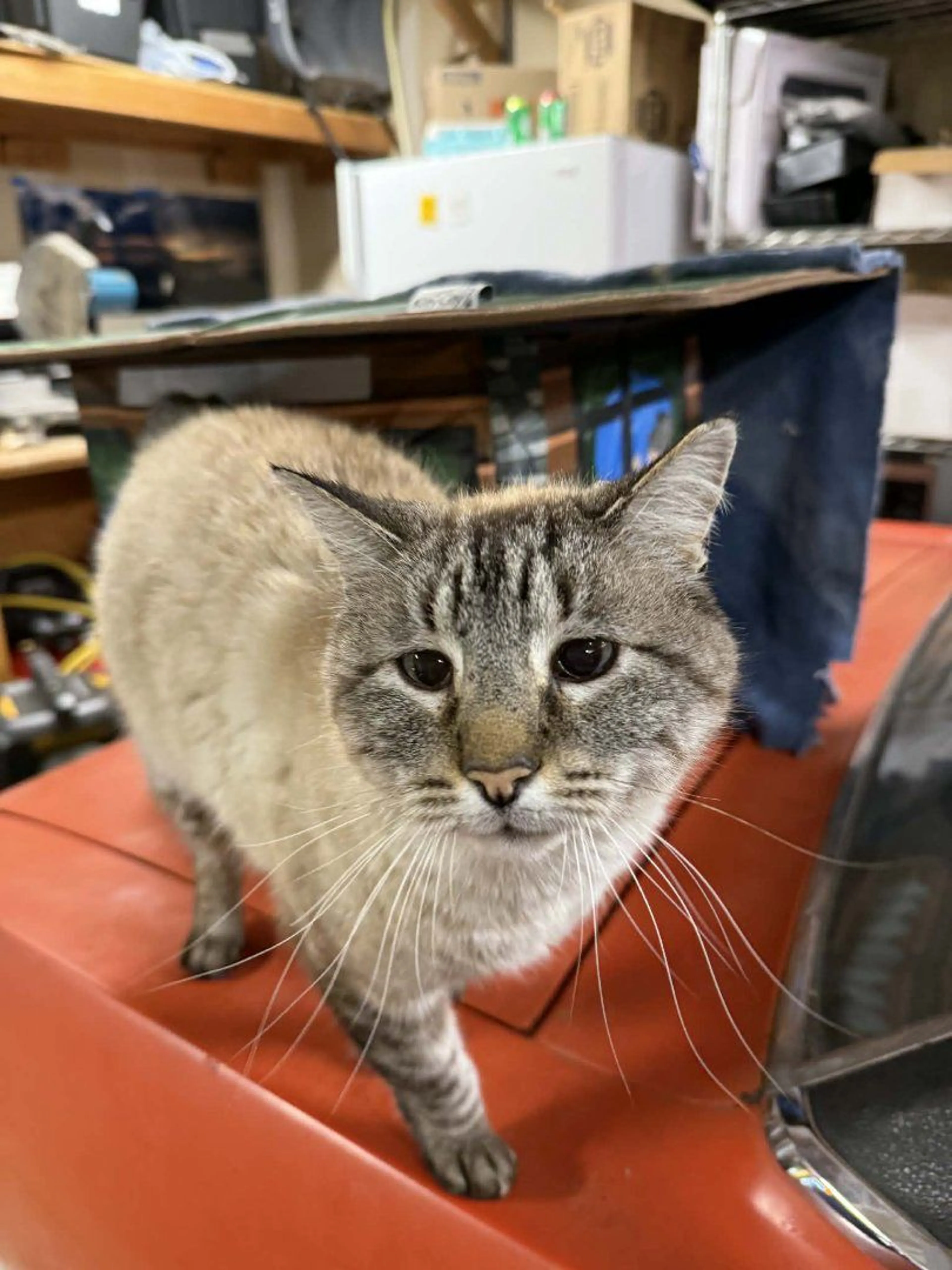 Lost pet-0