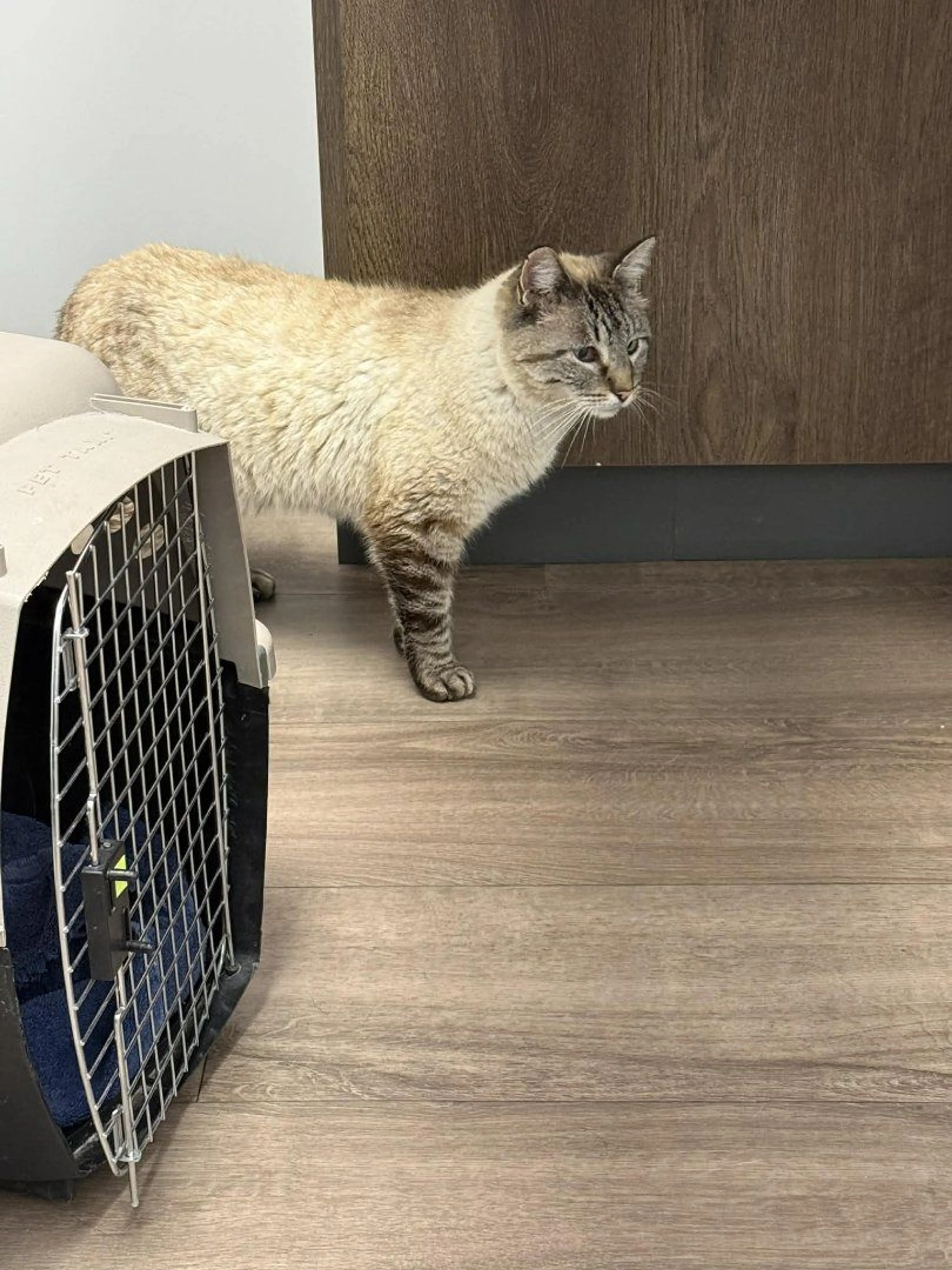 Lost pet-1