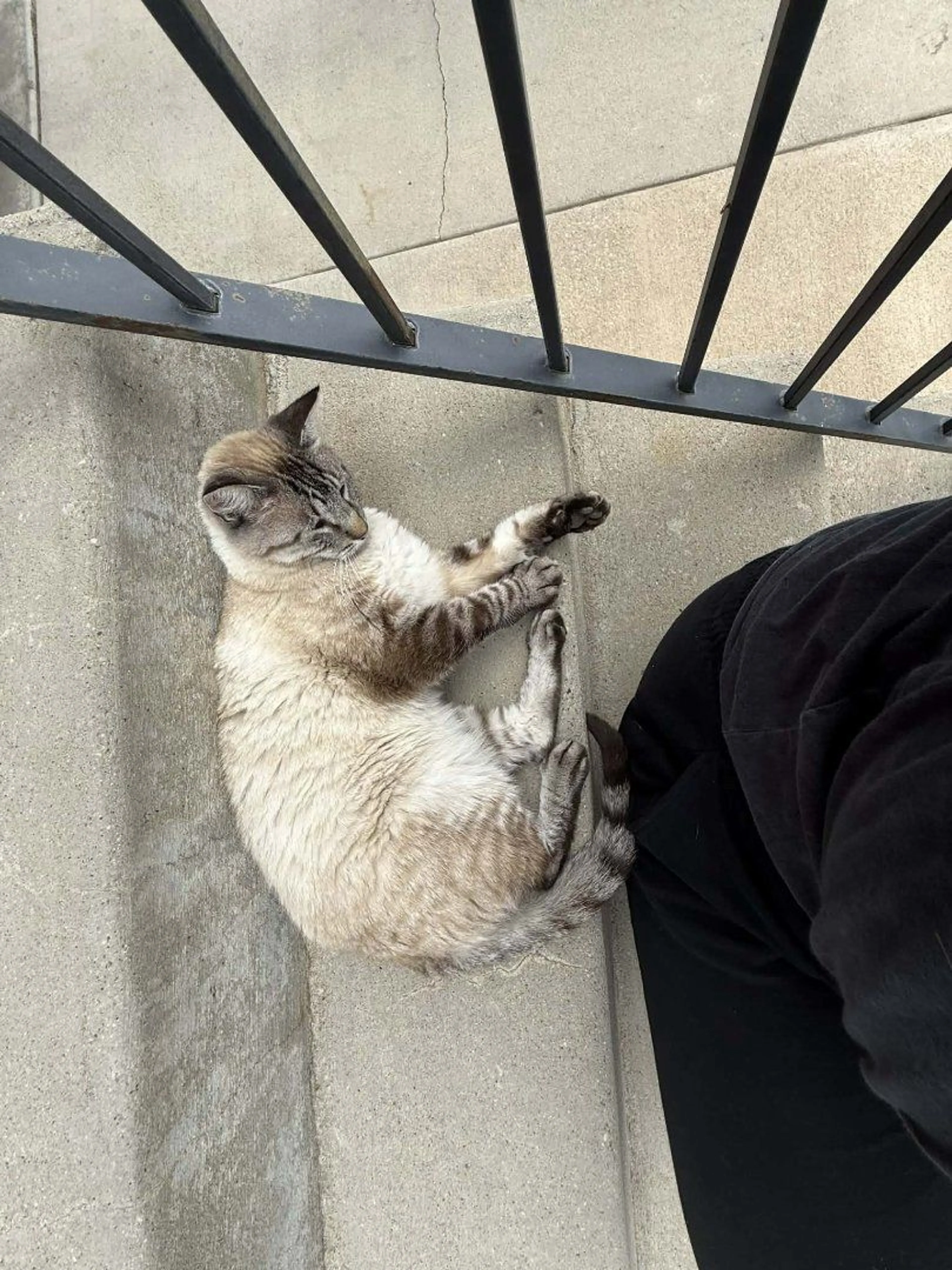 Lost pet-2